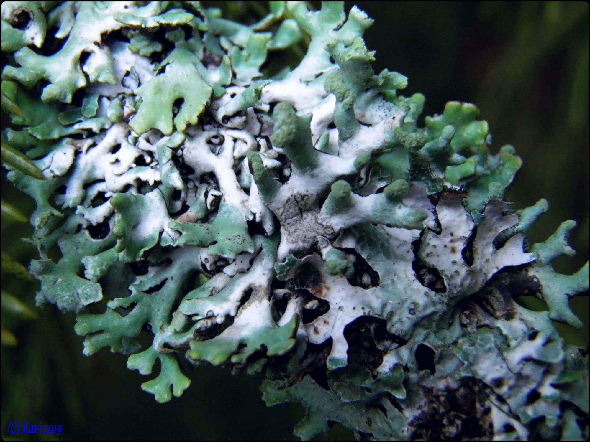 Valokuvaaja: Kari Saarinen Valokuvaaja: Kari Saarinen