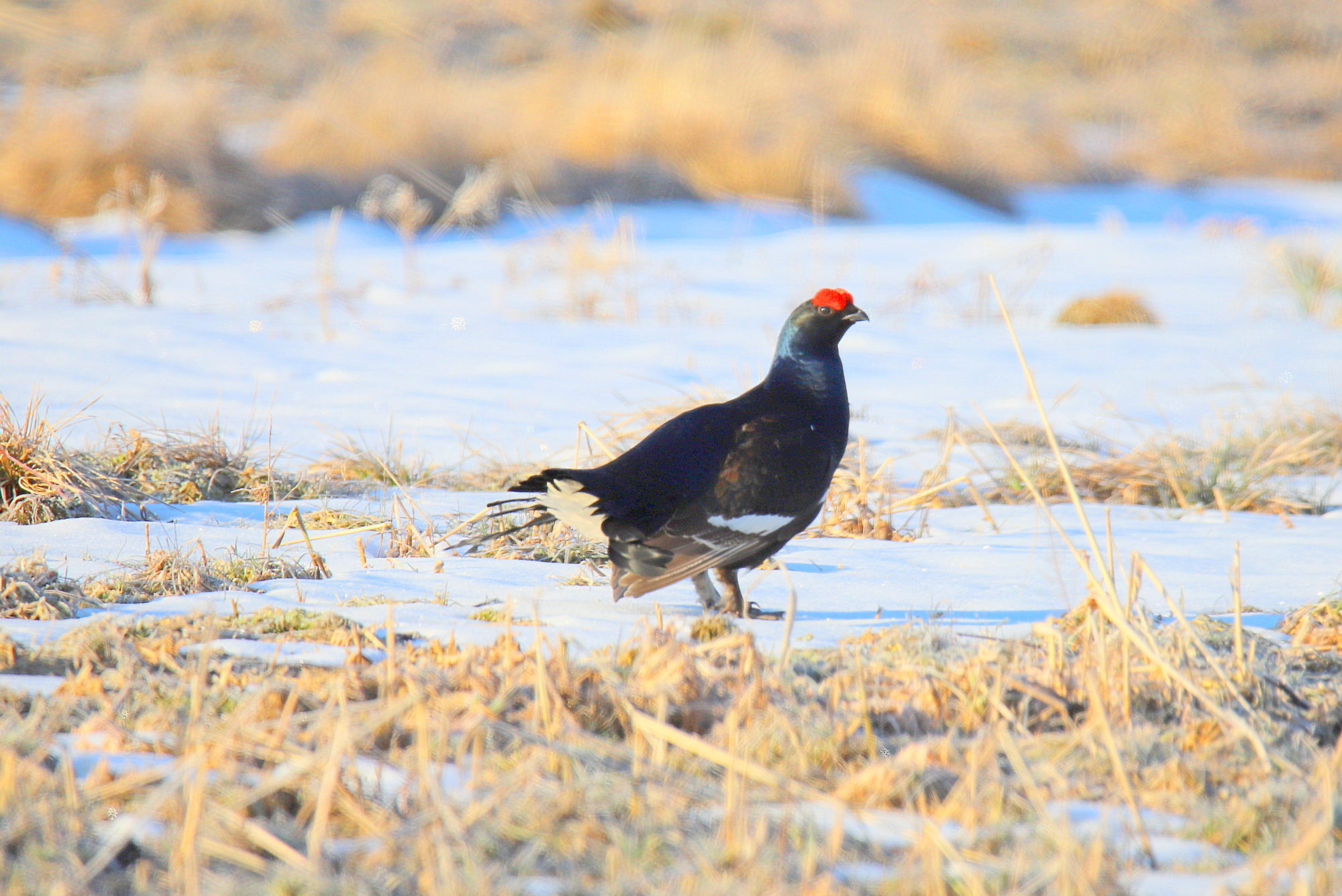 Valokuvaaja: sirpa jyske Valokuvaaja: sirpa jyske