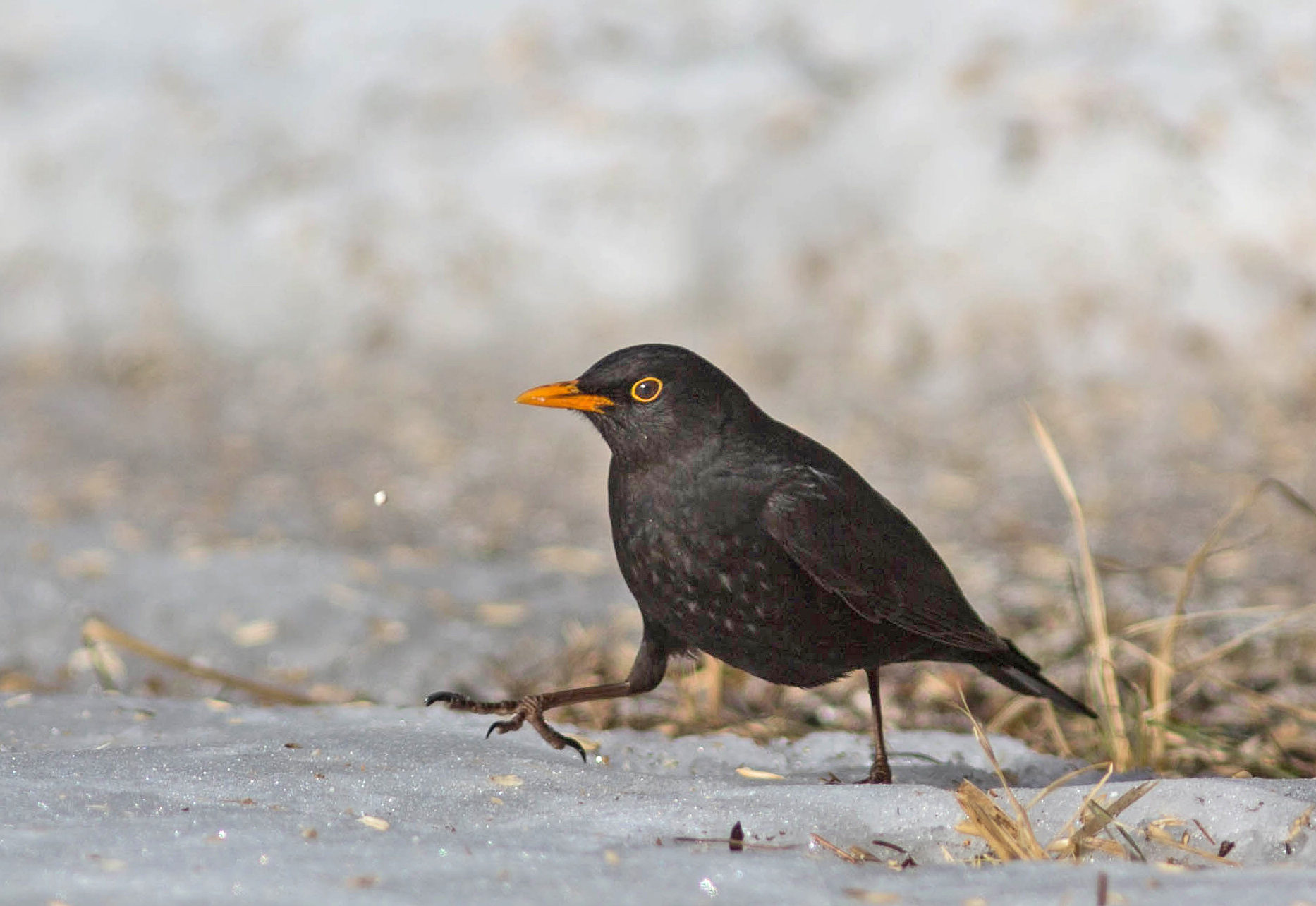 Valokuvaaja: Irma Kortekallio Valokuvaaja: Irma Kortekallio