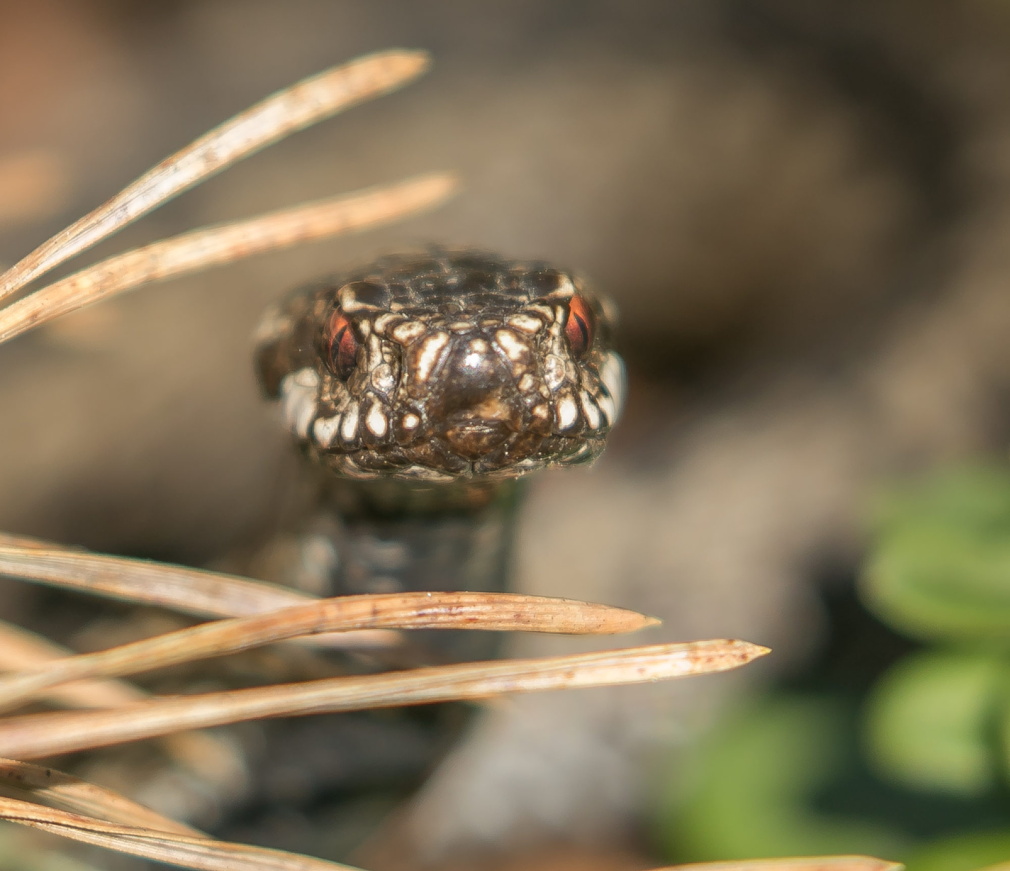 Valokuvaaja: Anne Patana