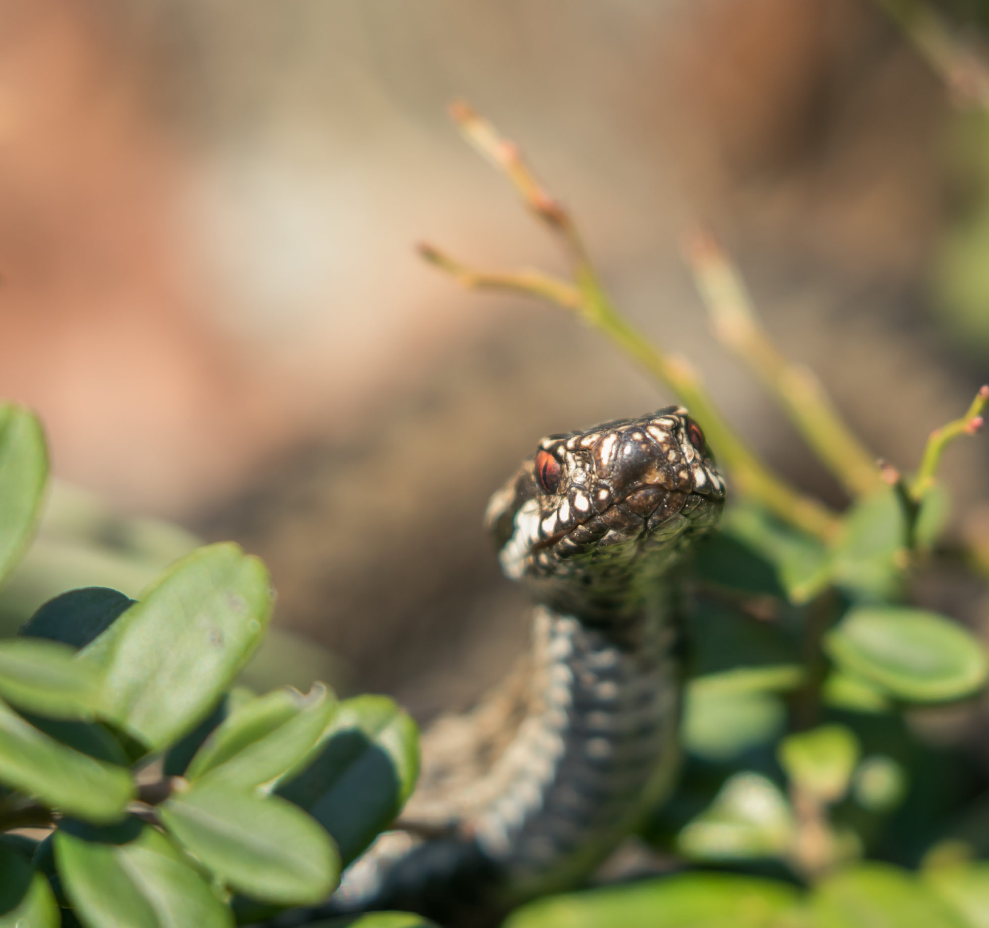 Valokuvaaja: Anne Patana