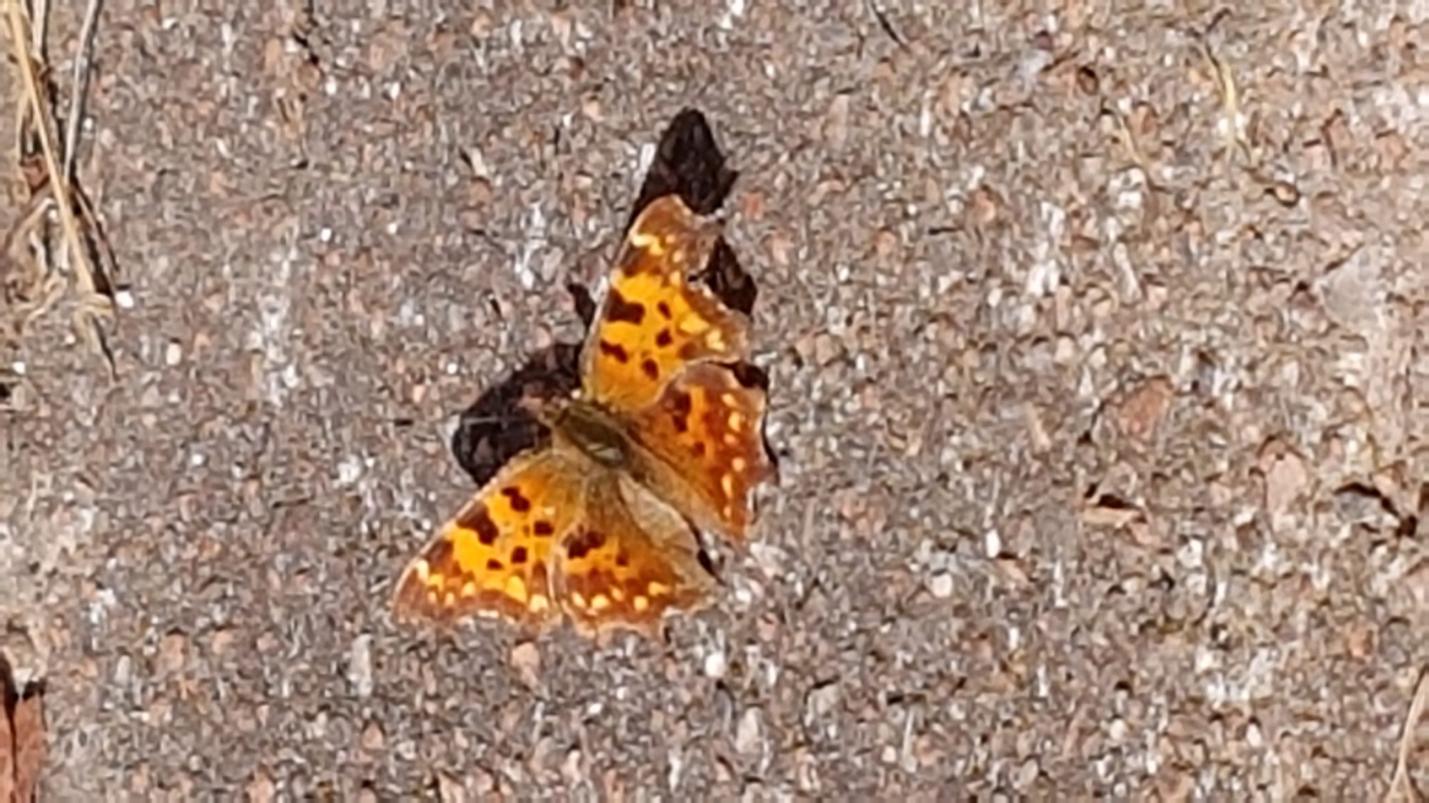 Valokuvaaja: Juhani Pekkola