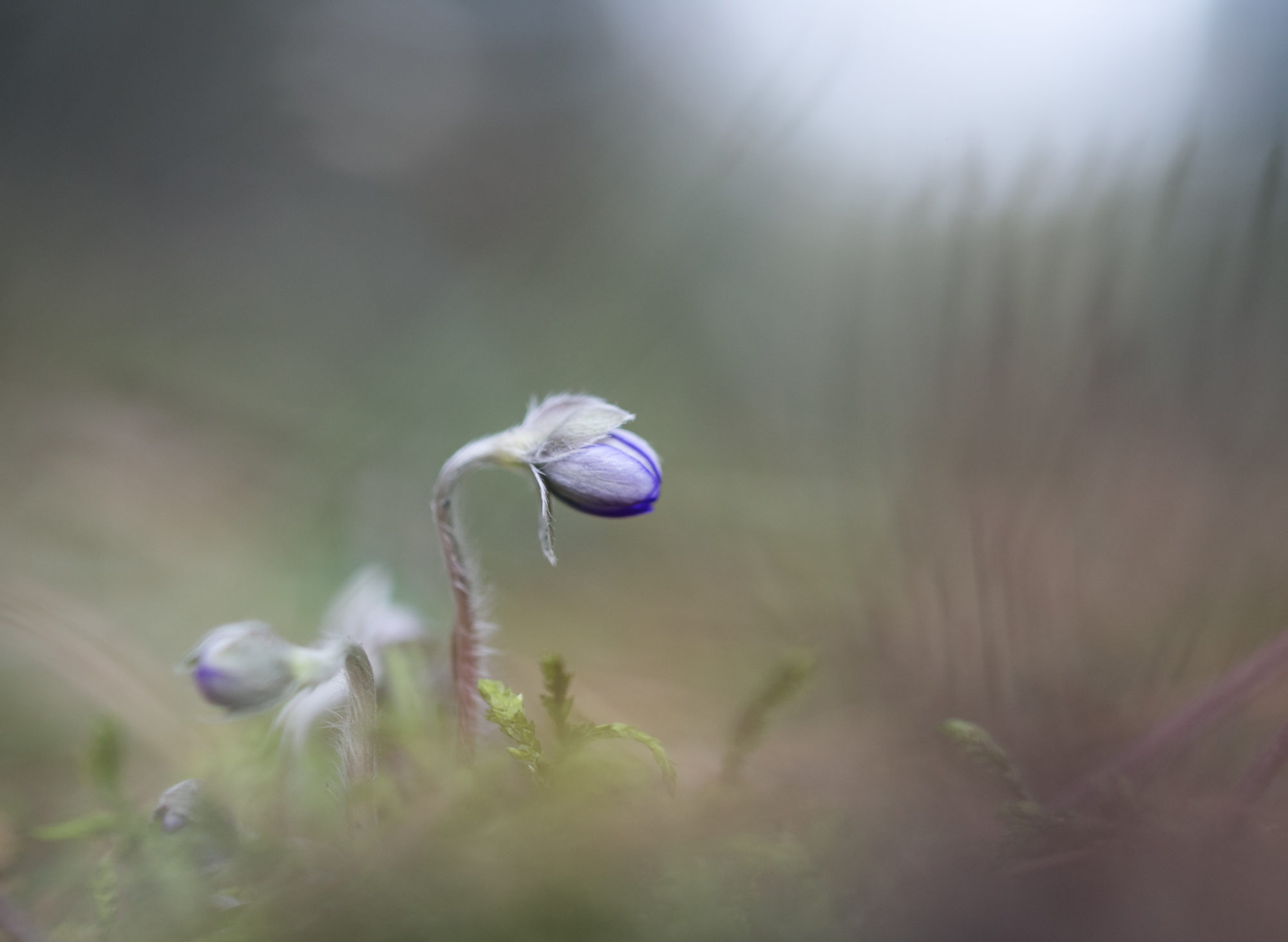 Valokuvaaja: Anne Patana