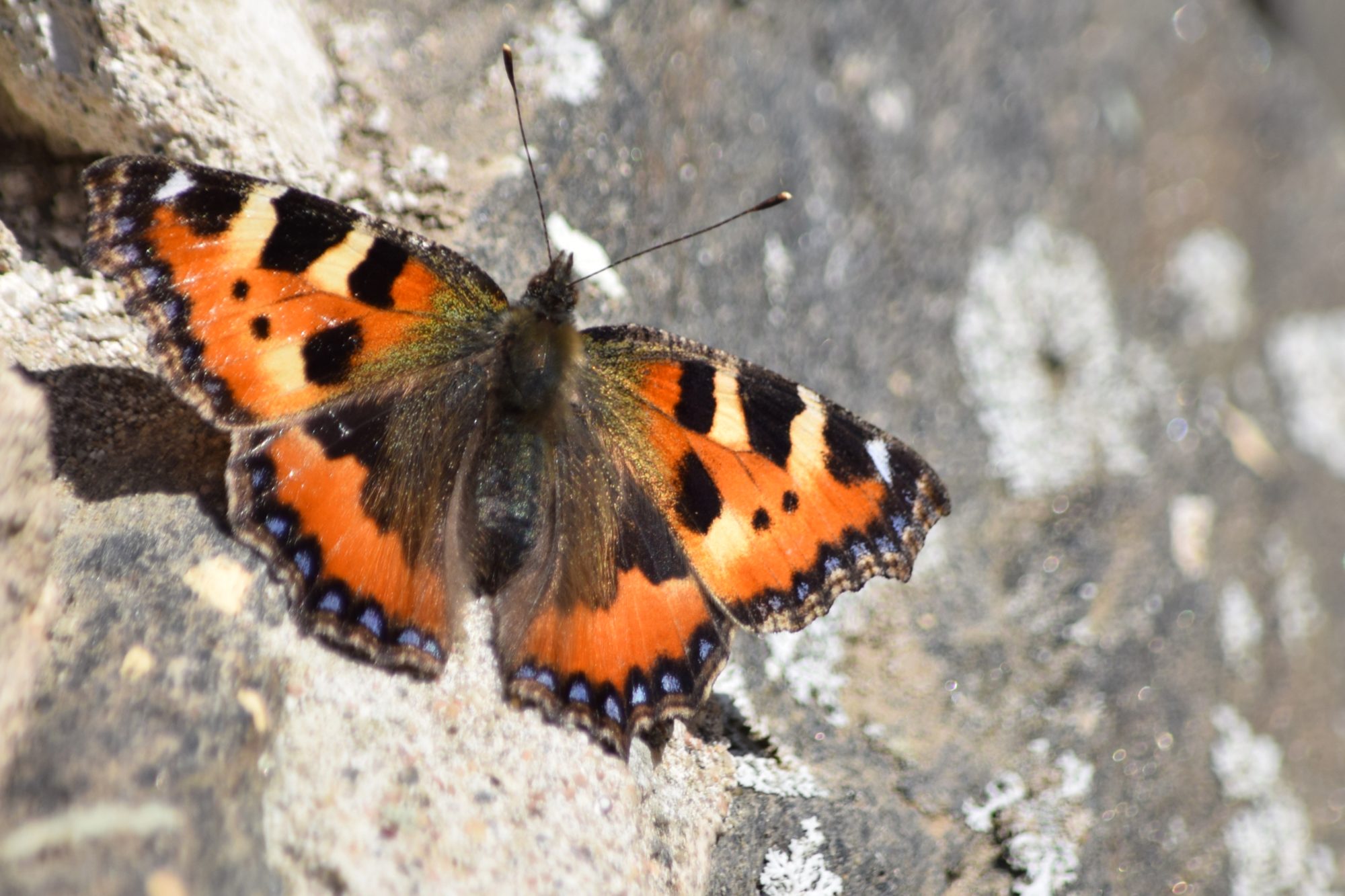 Valokuvaaja: Leena Rissanen