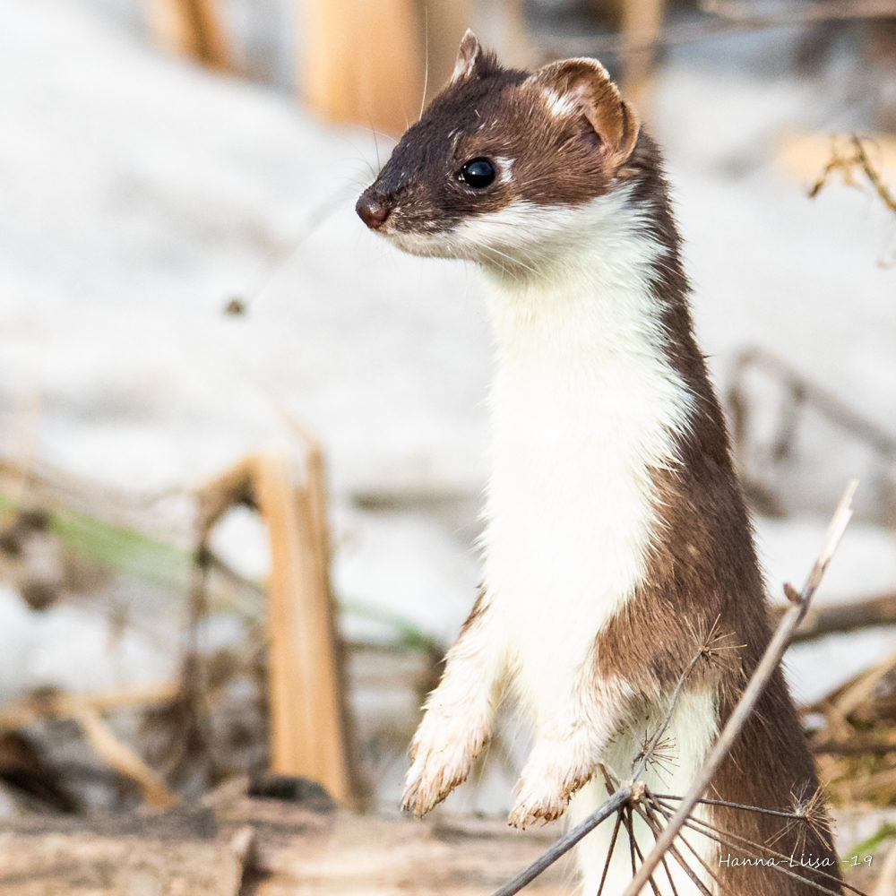 Valokuvaaja: Hanna-Liisa Ristimäki