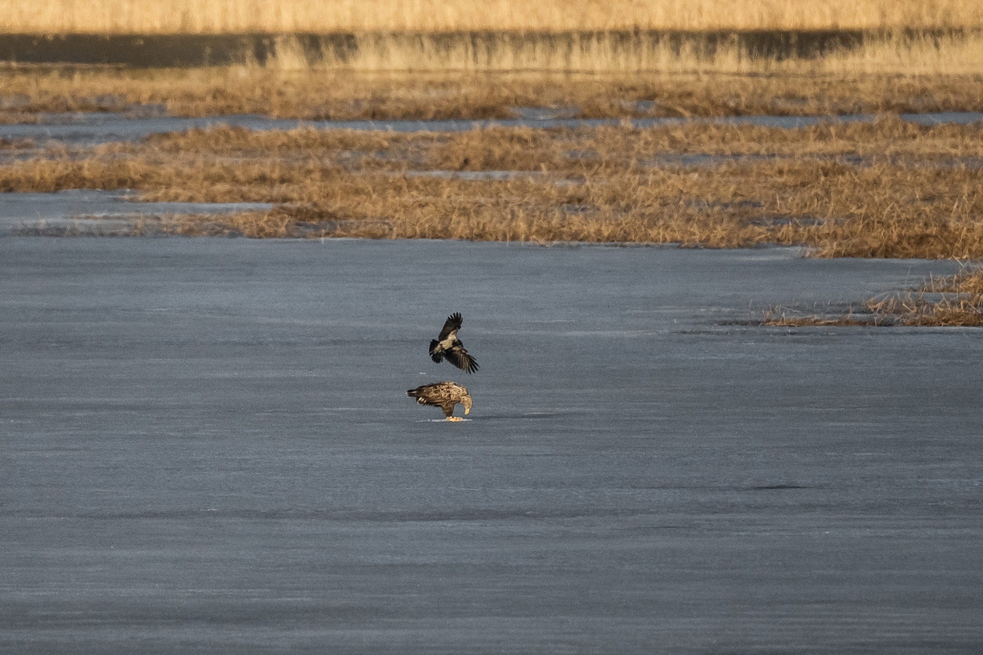 Valokuvaaja: Satu Mali