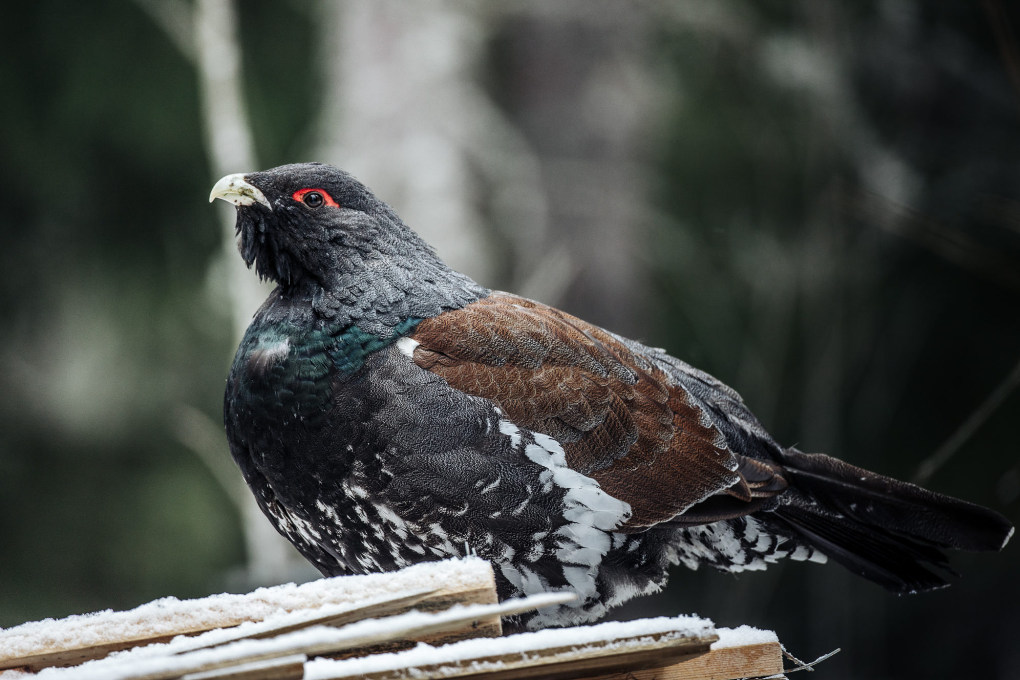 Valokuvaaja: Satu Mali
