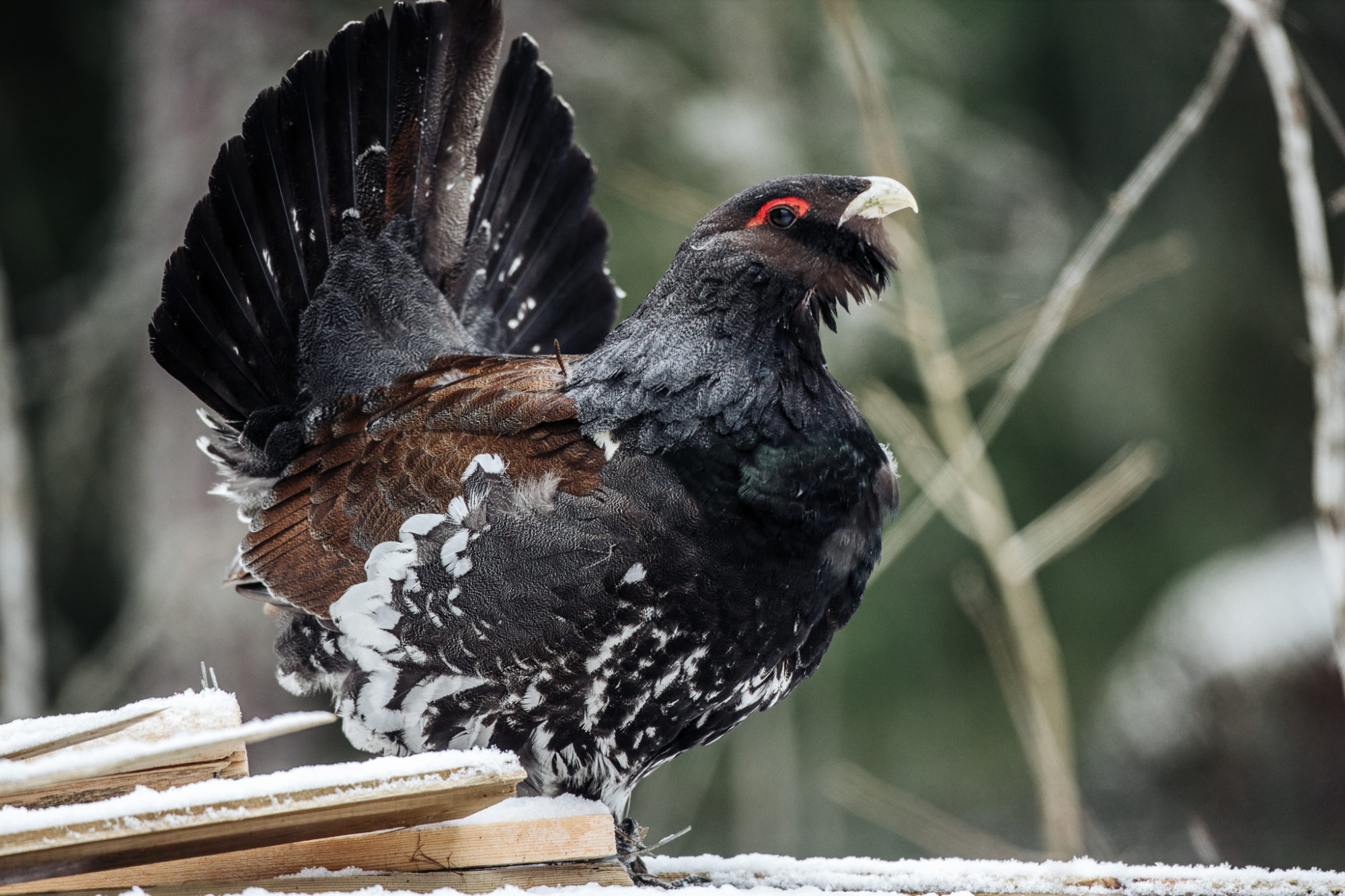 Valokuvaaja: Satu Mali