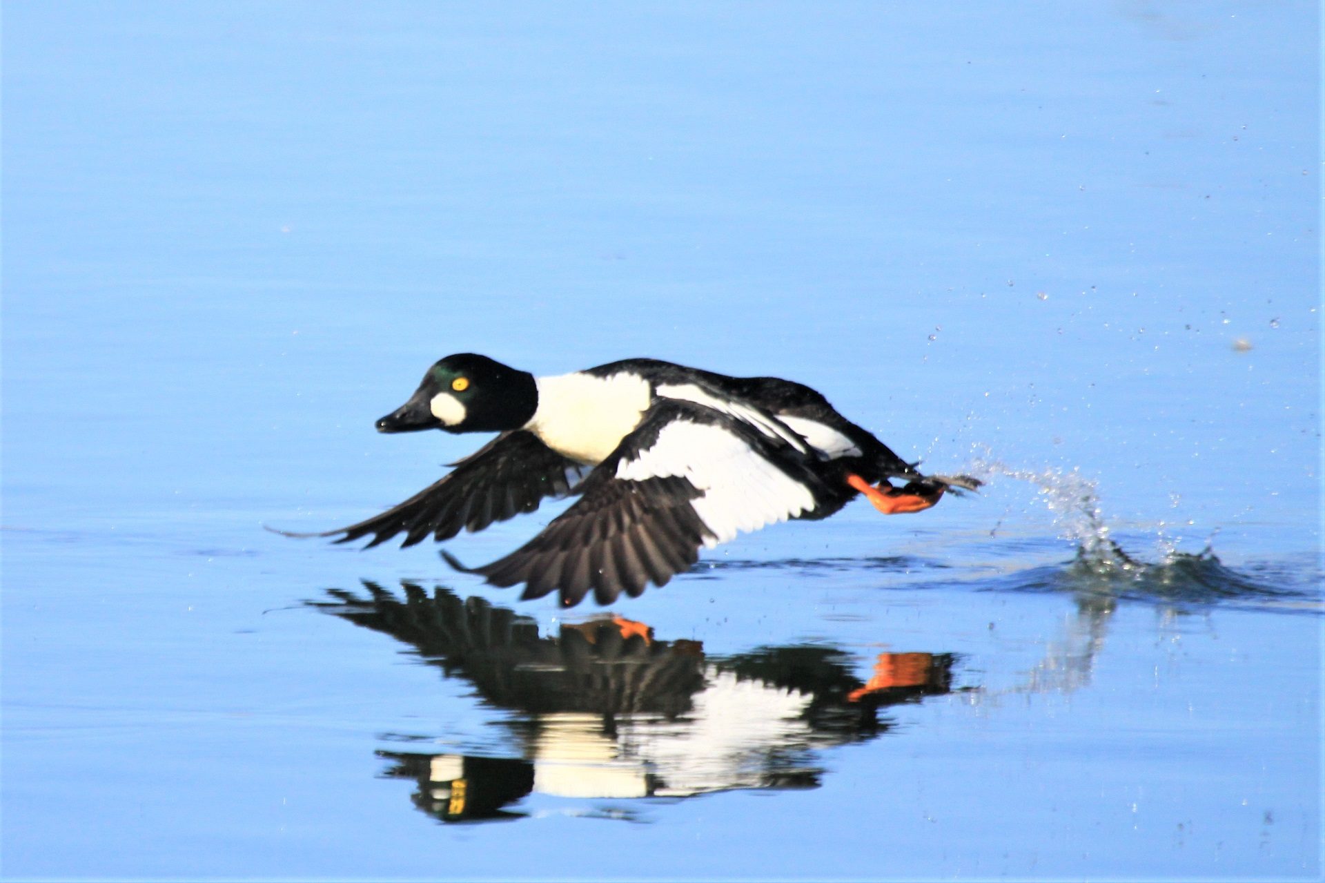 Valokuvaaja: Berndt Hannelius