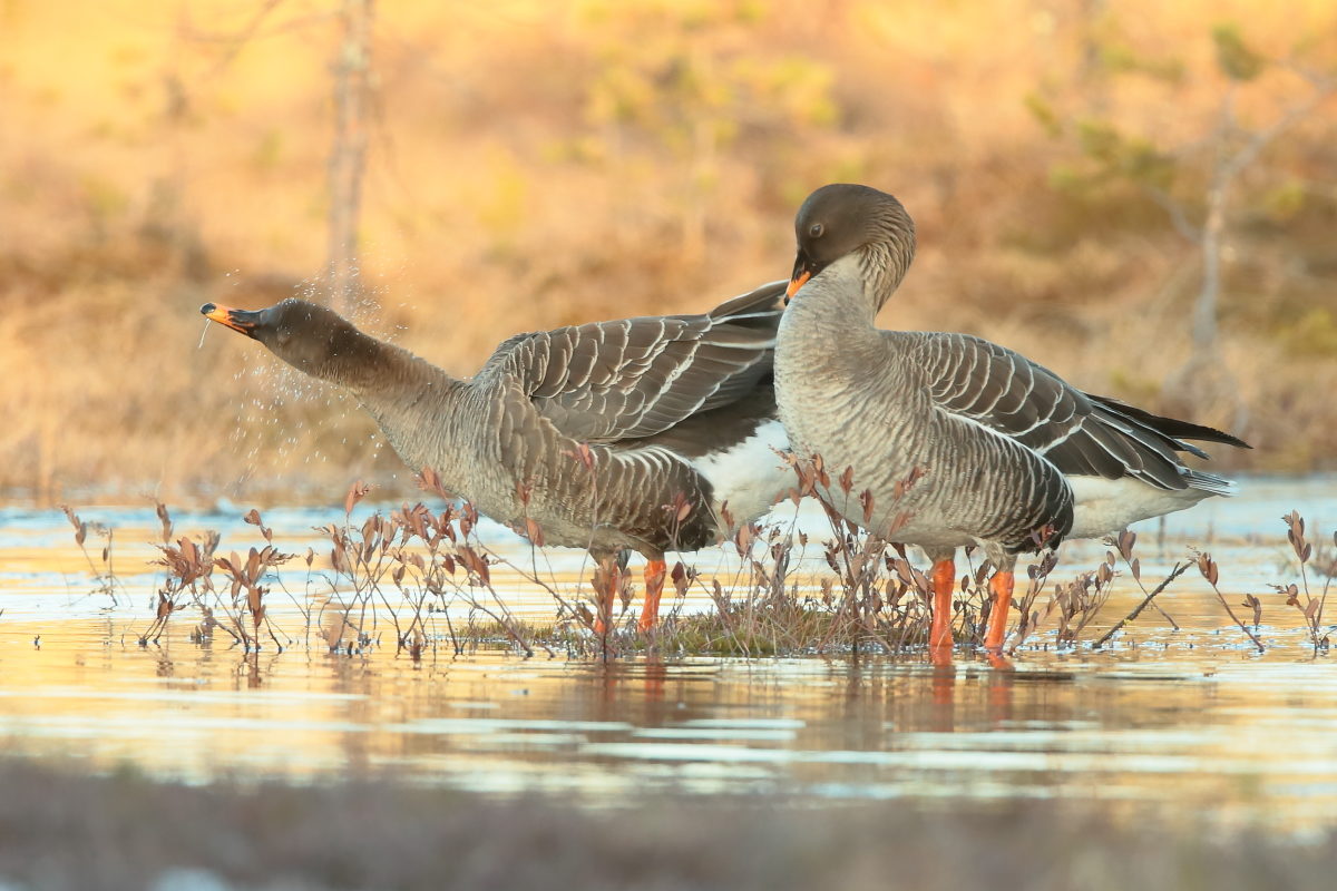 Valokuvaaja: Kari Rossinen