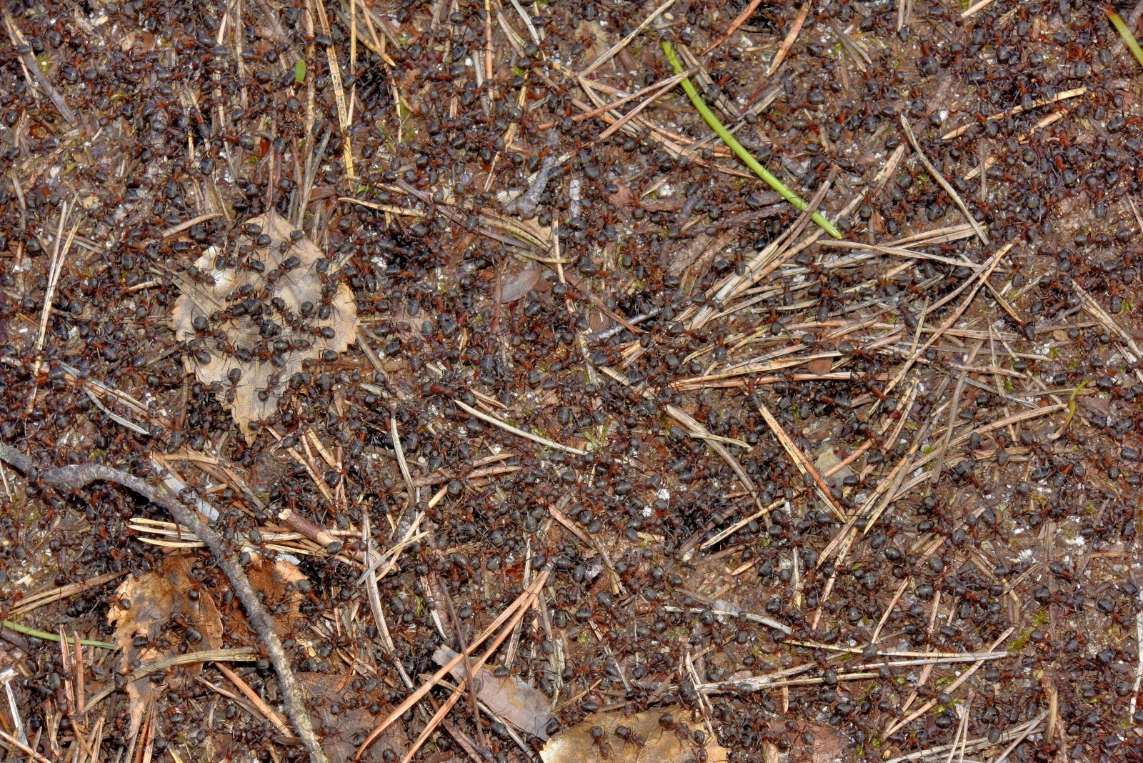 Valokuvaaja: Reijo Juurinen