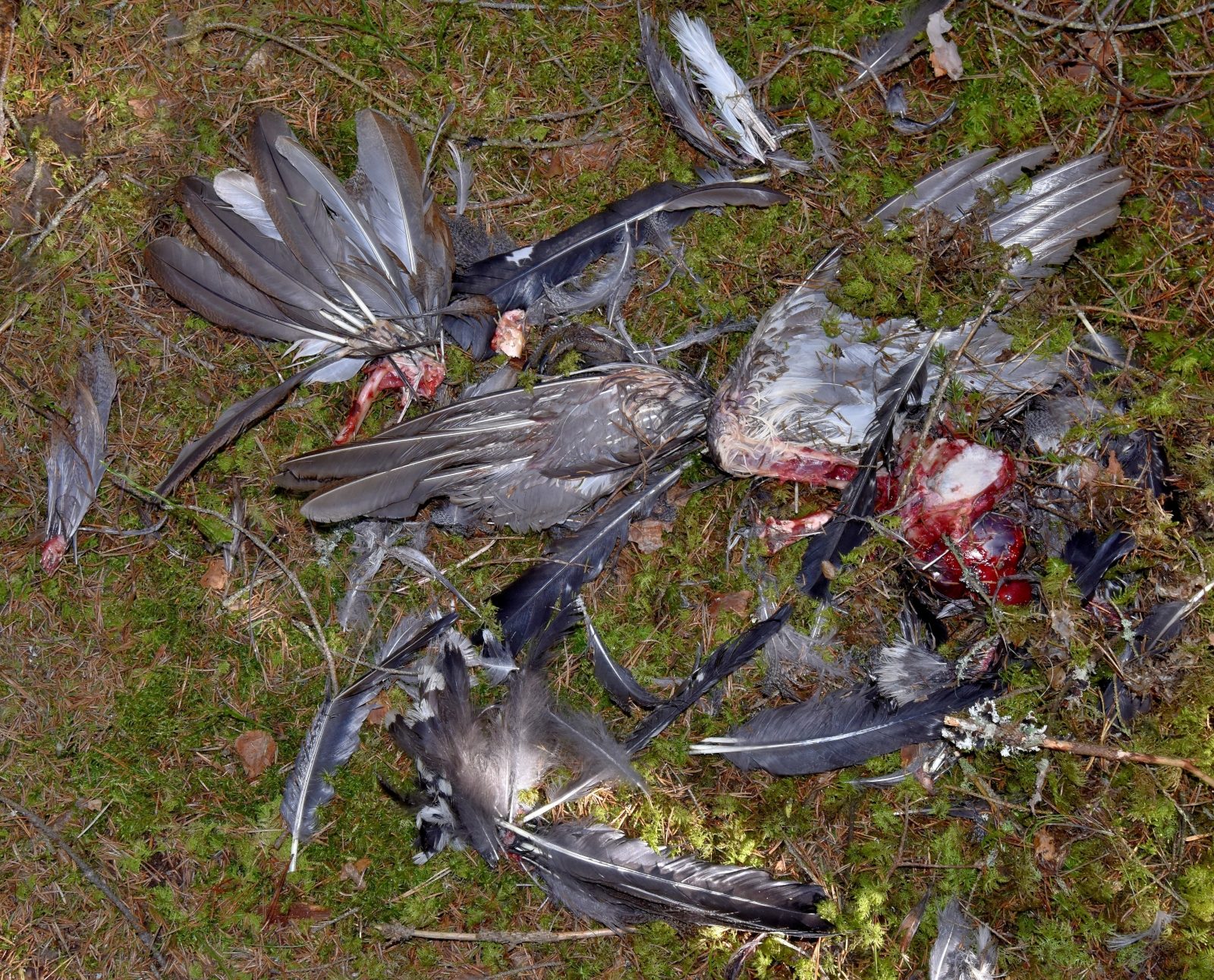 Valokuvaaja: Reijo Juurinen Valokuvaaja: Reijo Juurinen