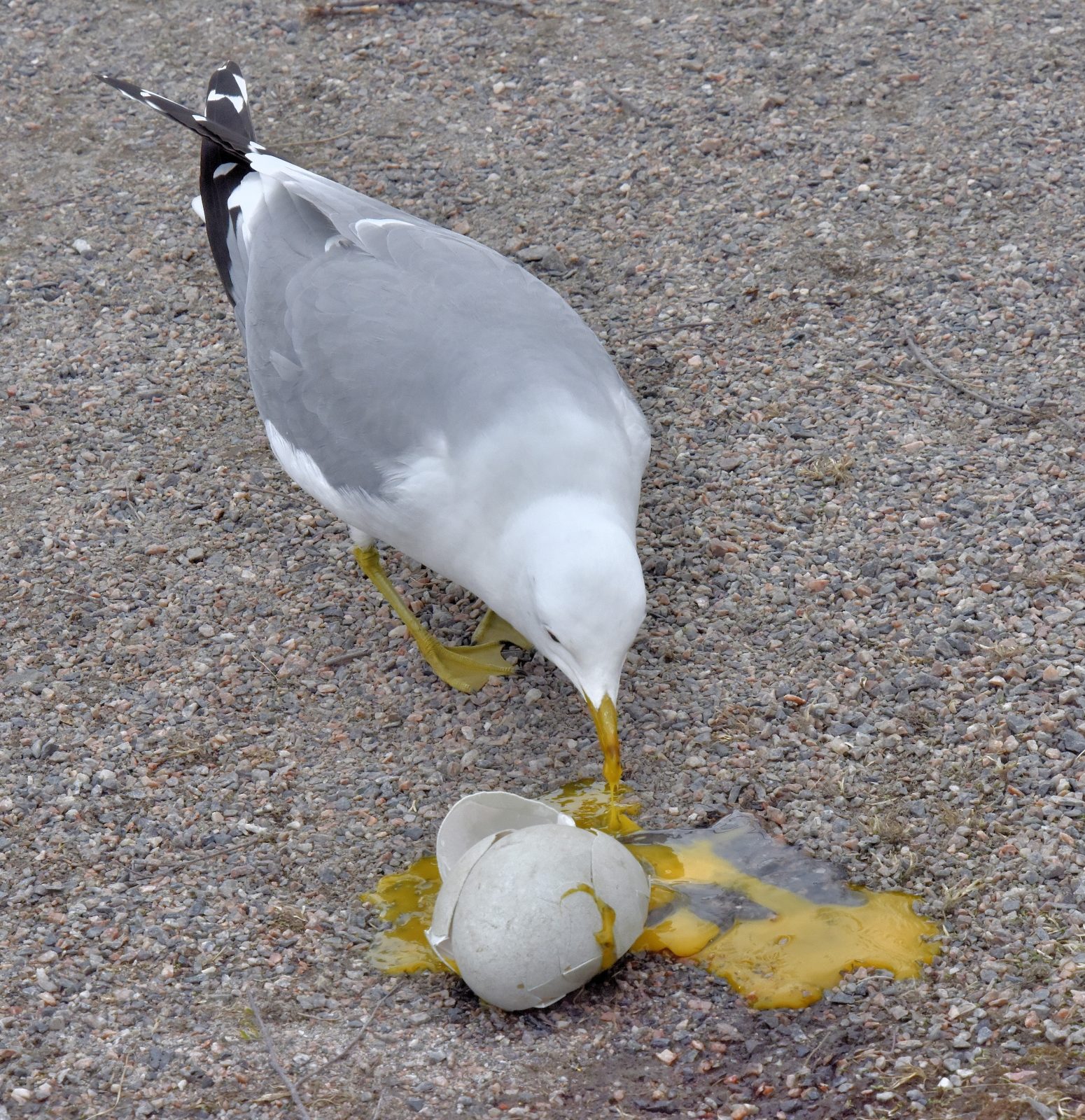 Valokuvaaja: Reijo Juurinen