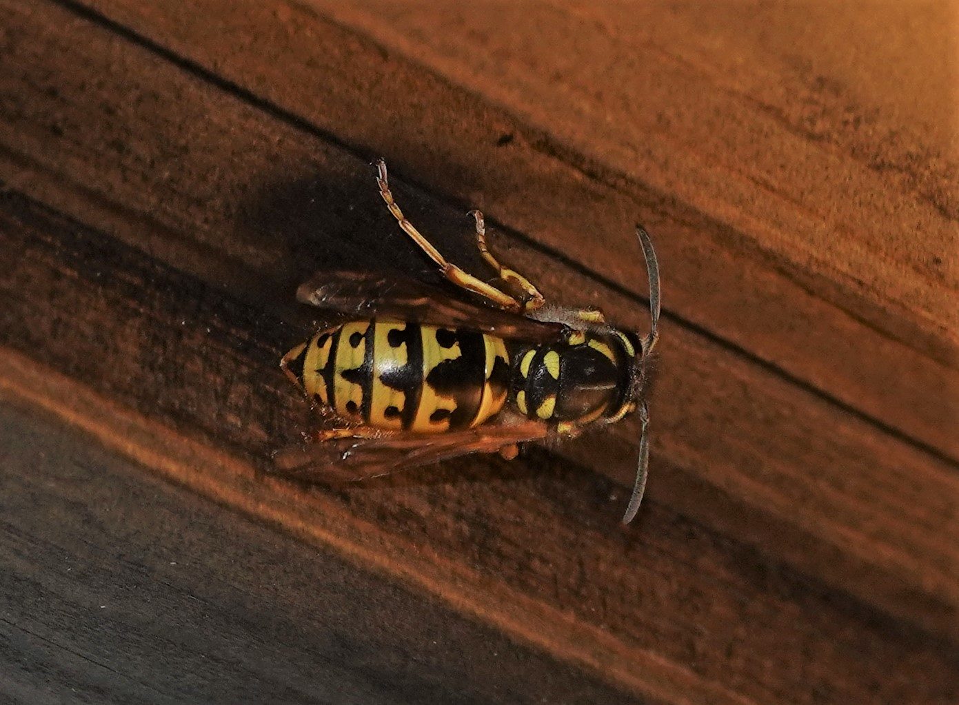 Valokuvaaja: Teuvo Sorsa