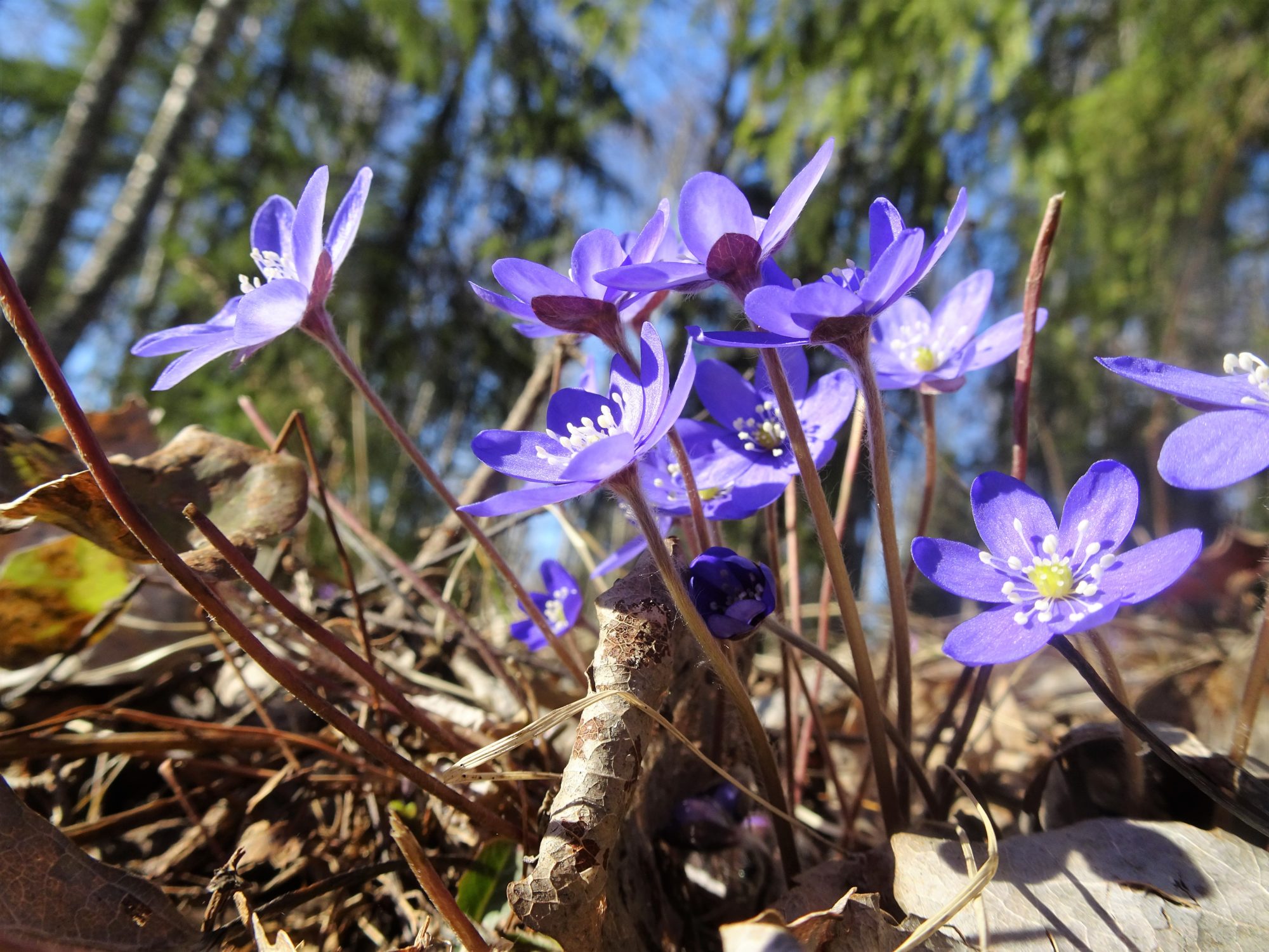 Valokuvaaja: Irja Lehtinen