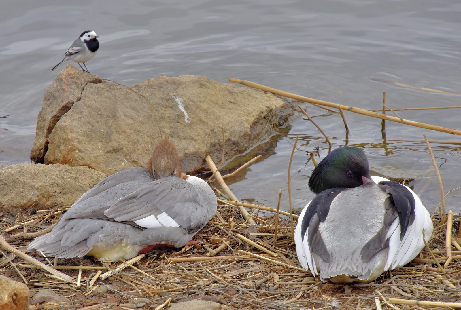 Valokuvaaja: Reijo Juurinen