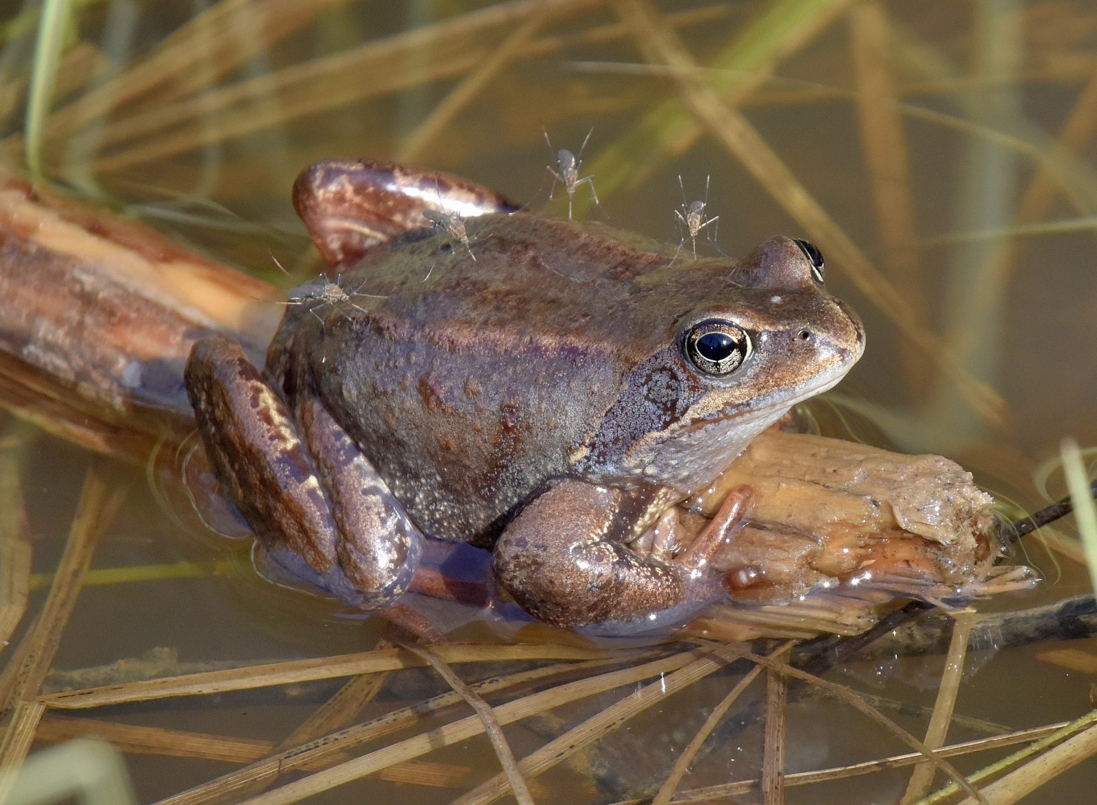 Valokuvaaja: Reijo Juurinen