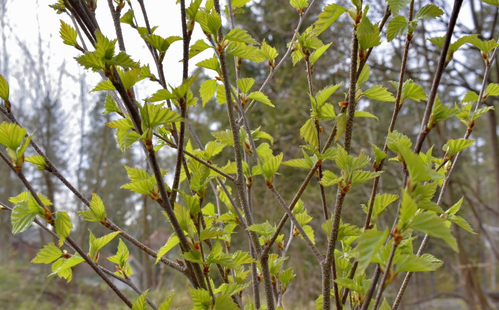 Valokuvaaja: Reijo Juurinen