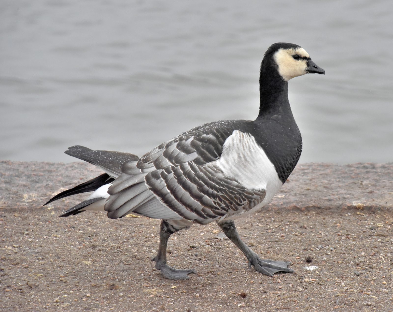 Valokuvaaja: Reijo Juurinen