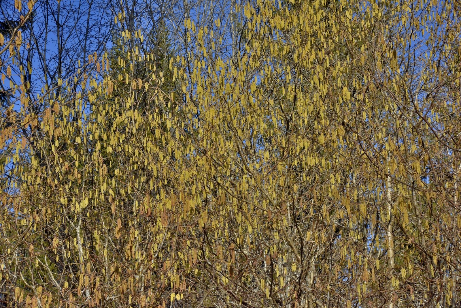 Valokuvaaja: Reijo Juurinen Valokuvaaja: Reijo Juurinen