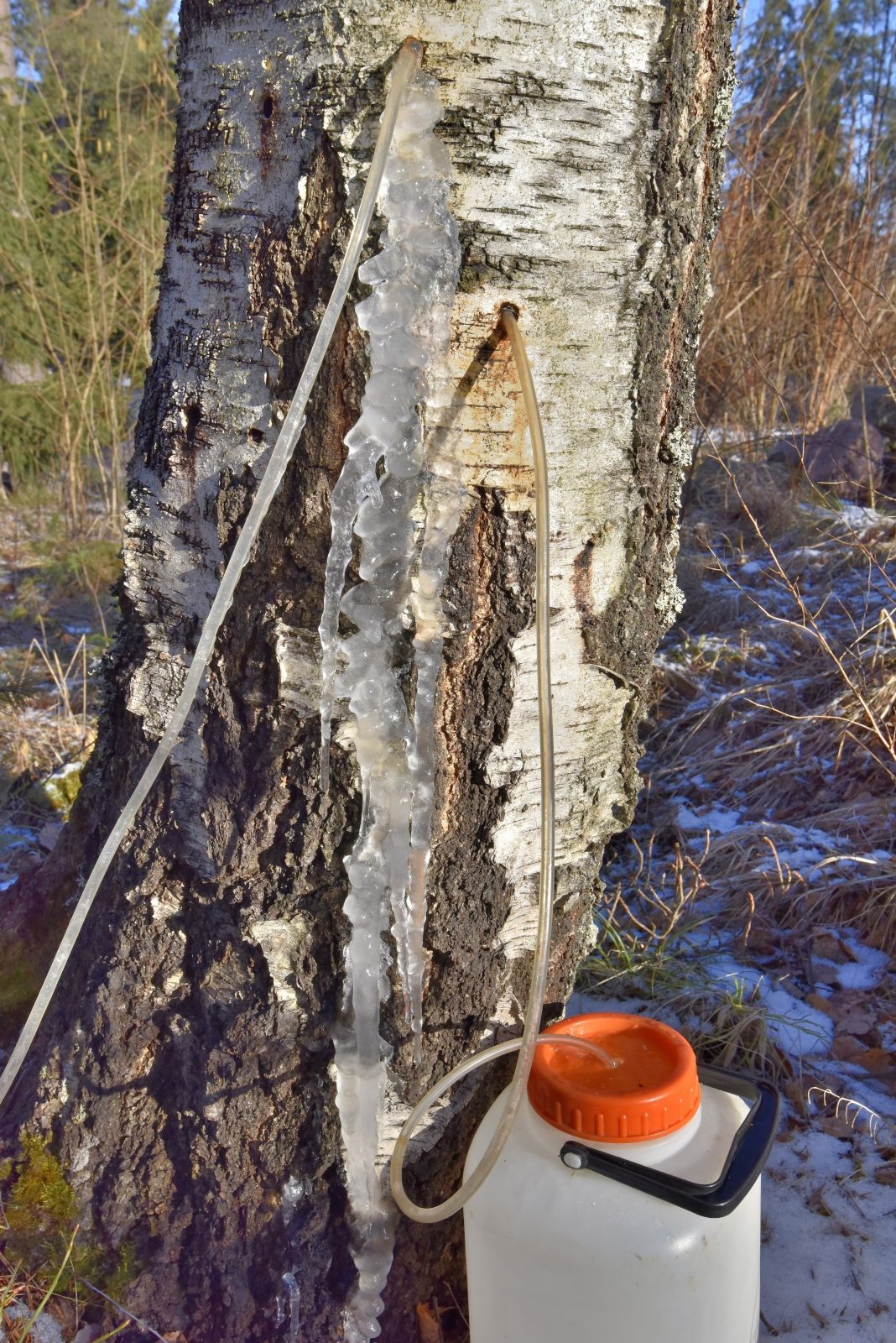 Valokuvaaja: Reijo Juurinen Valokuvaaja: Reijo Juurinen
