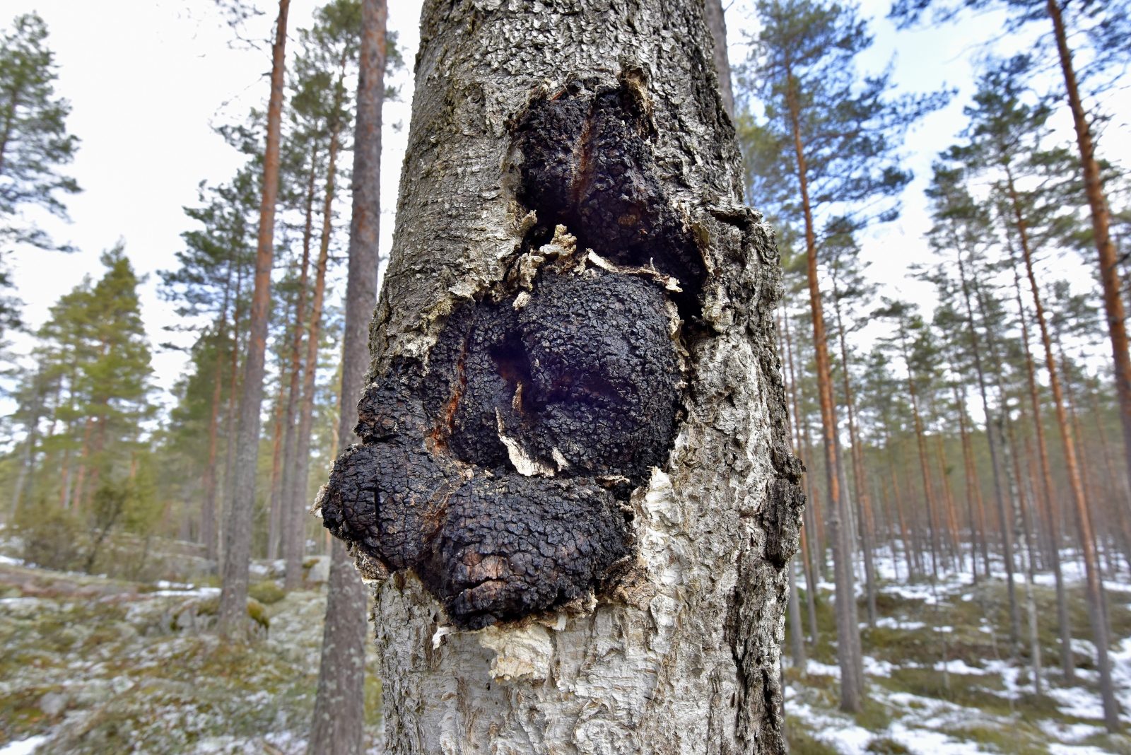 Valokuvaaja: Reijo Juurinen
