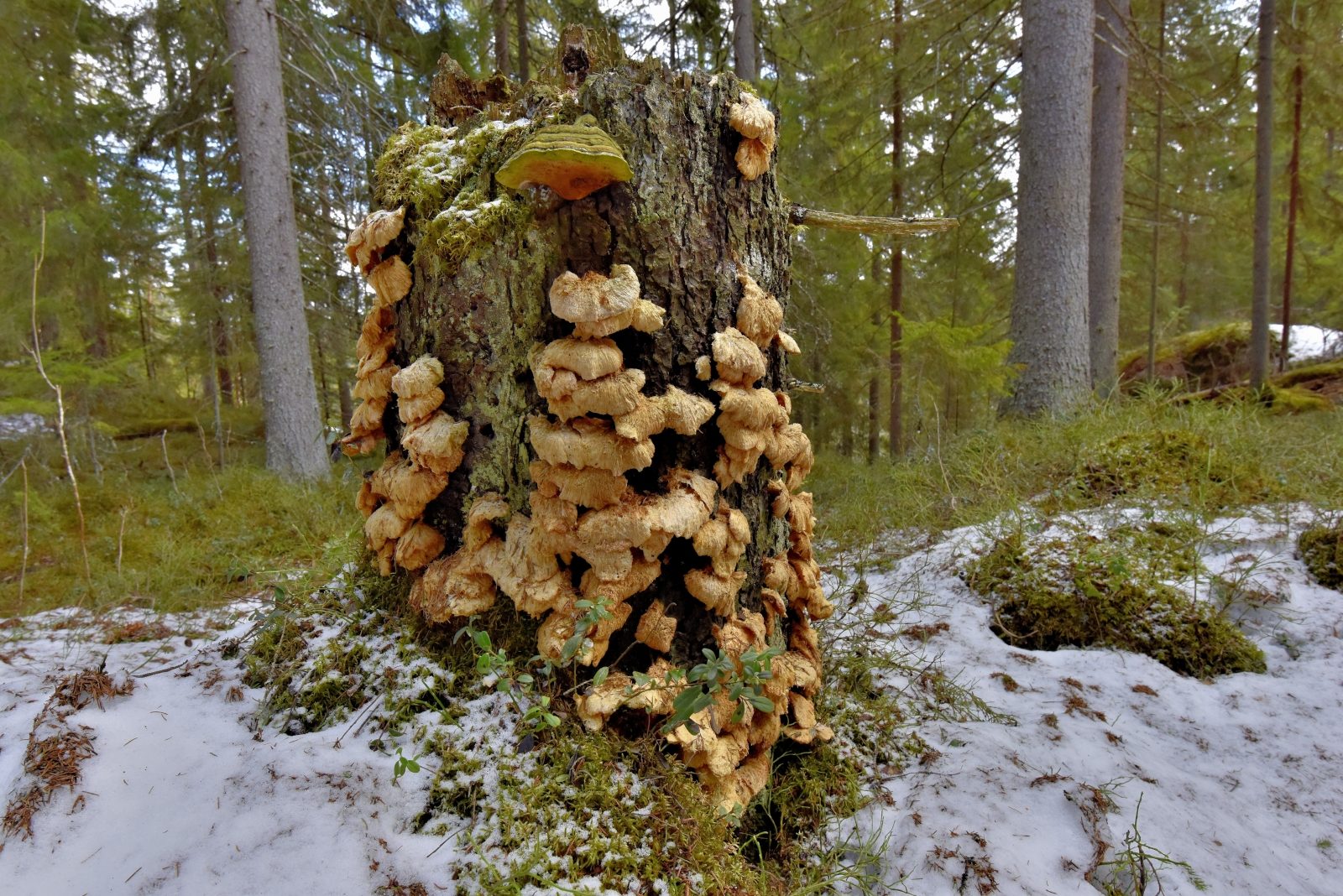 Valokuvaaja: Reijo Juurinen