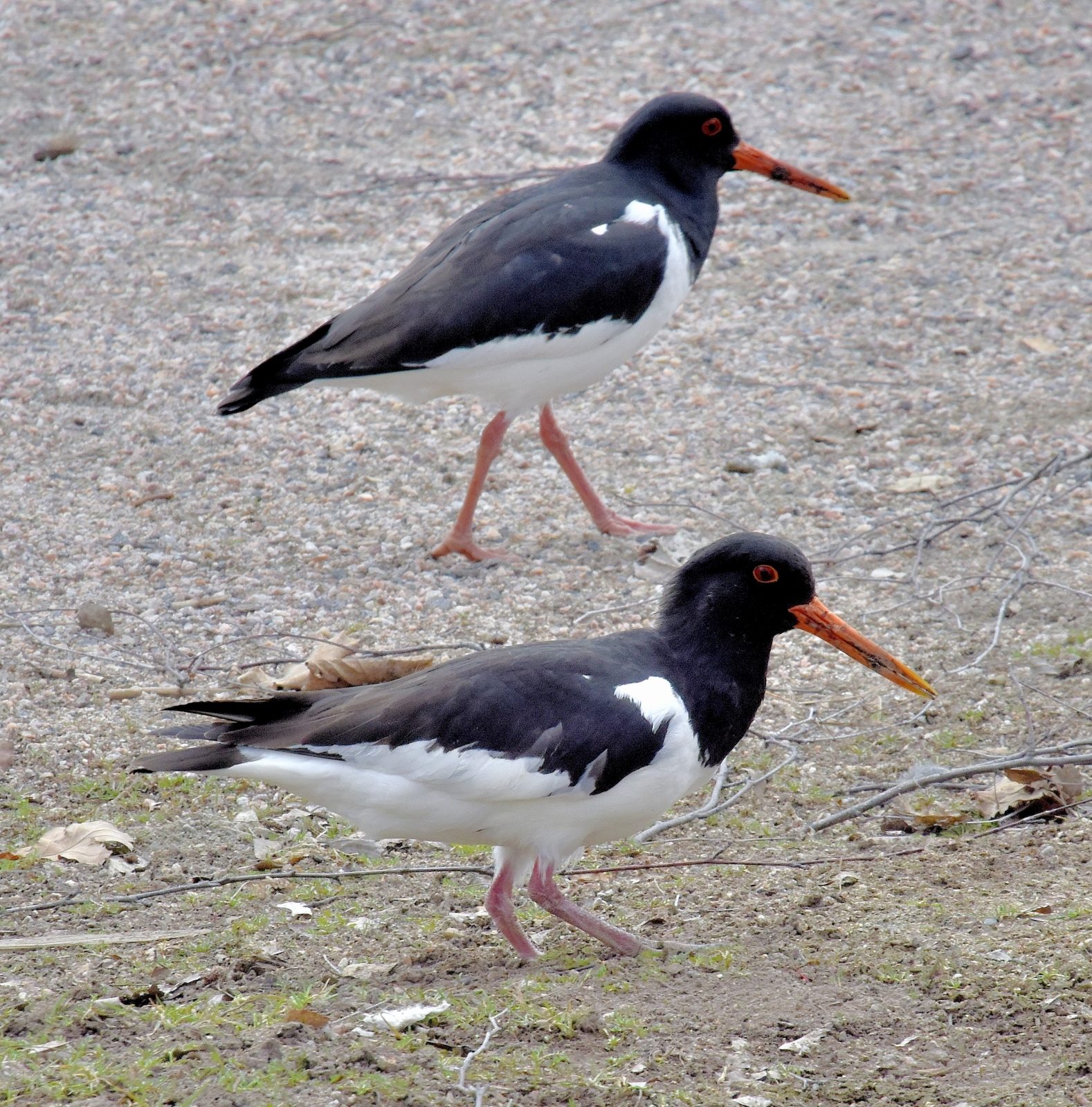 Valokuvaaja: Reijo Juurinen Valokuvaaja: Reijo Juurinen