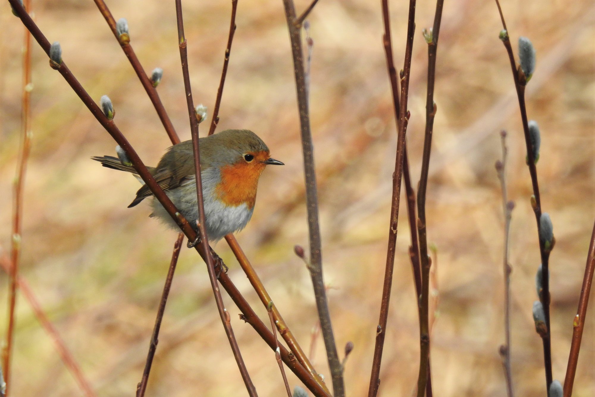 Valokuvaaja: Maarit Siitonen Valokuvaaja: Maarit Siitonen