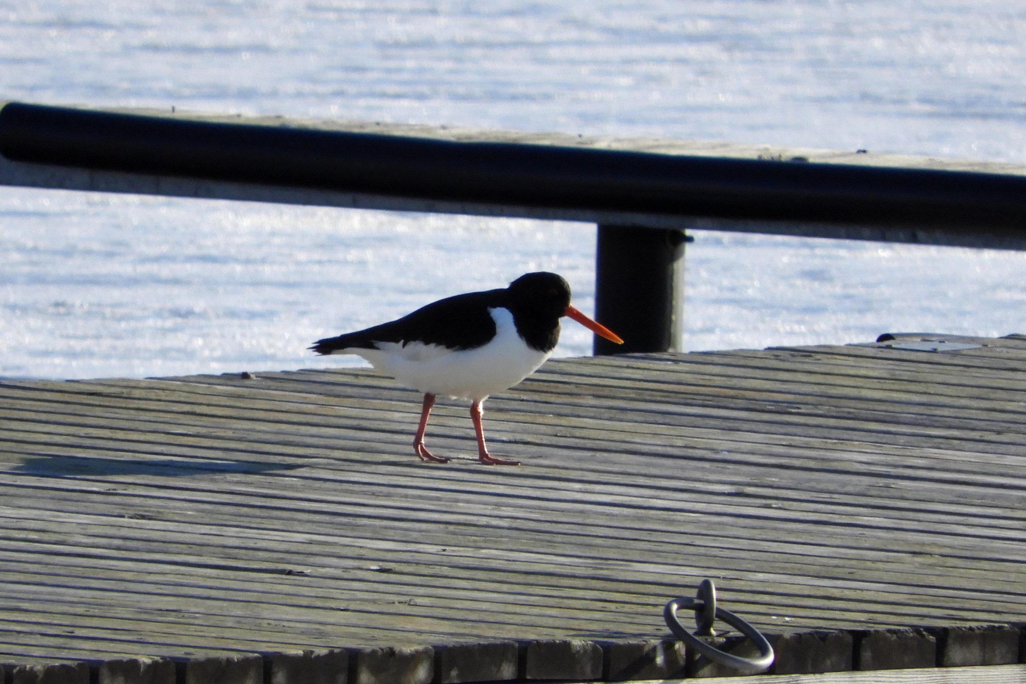 Valokuvaaja: Sirkka Perttu