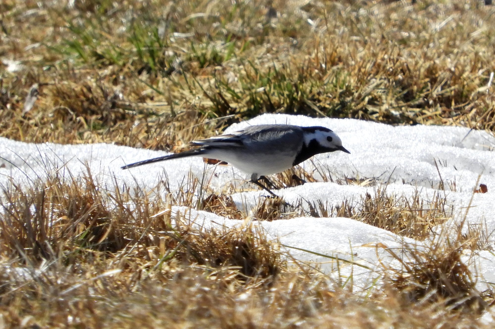 Valokuvaaja: Sirkka Perttu