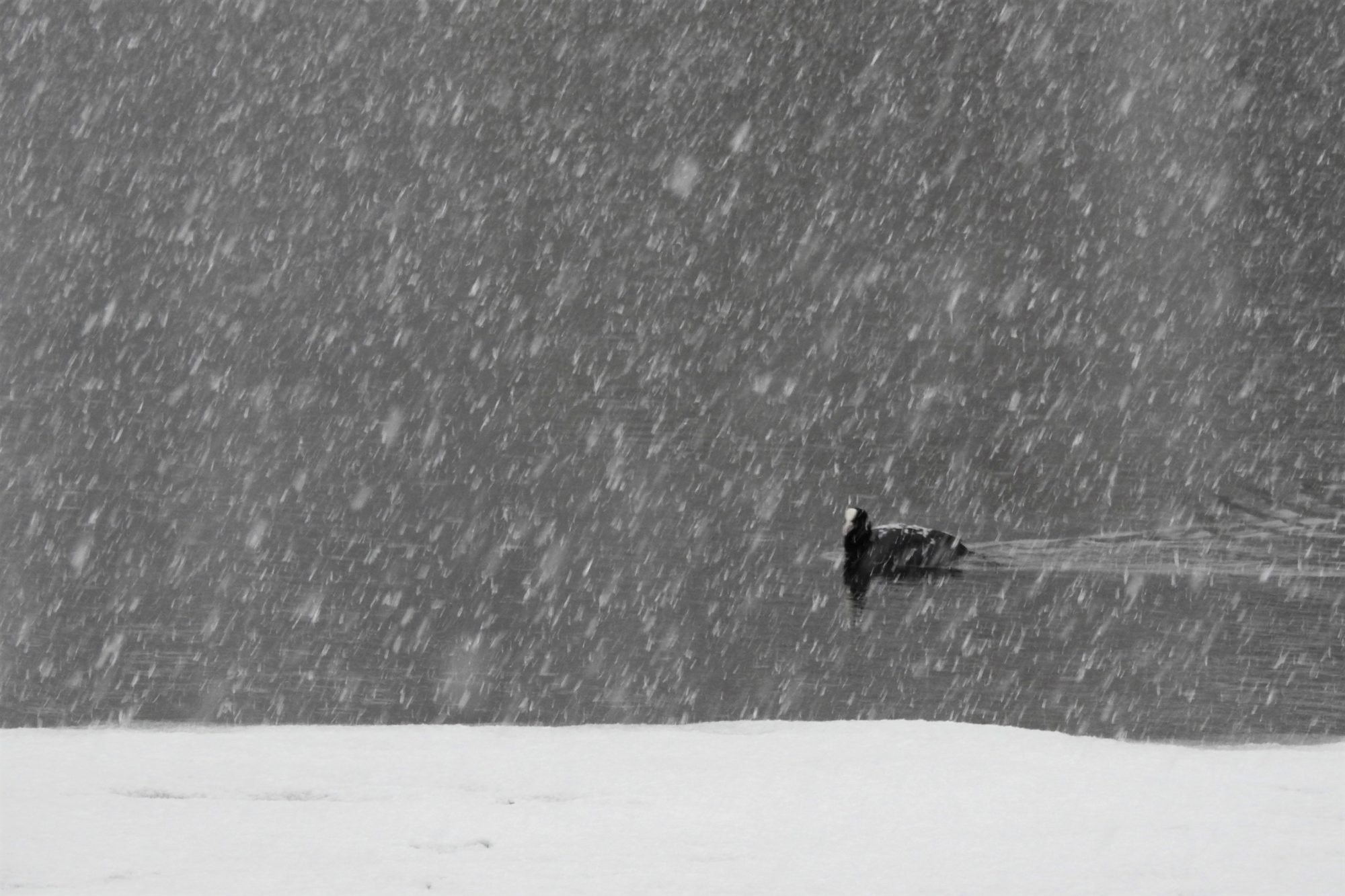 Valokuvaaja: Maarit Siitonen