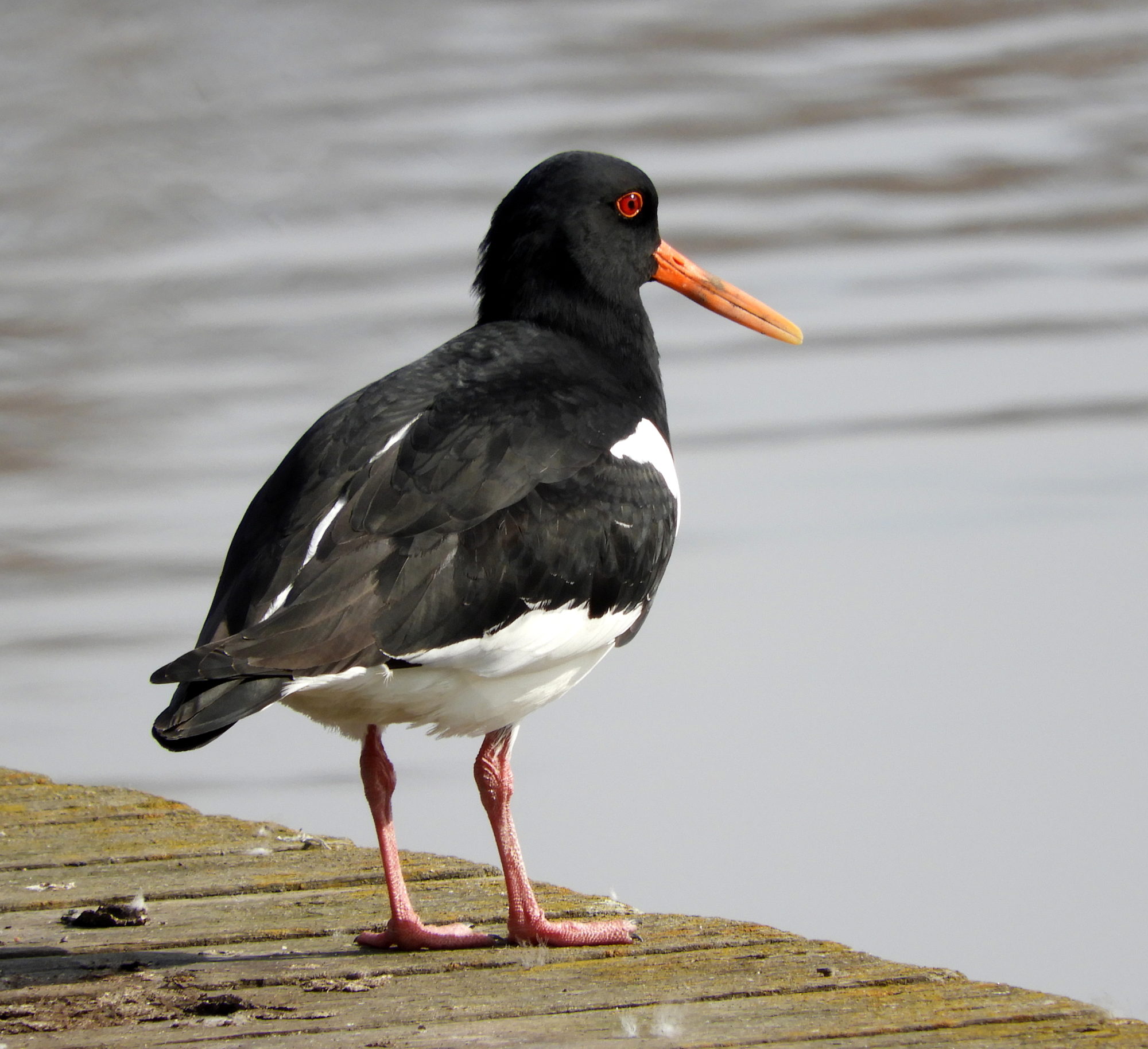 Valokuvaaja: Lissu Kaivolehto