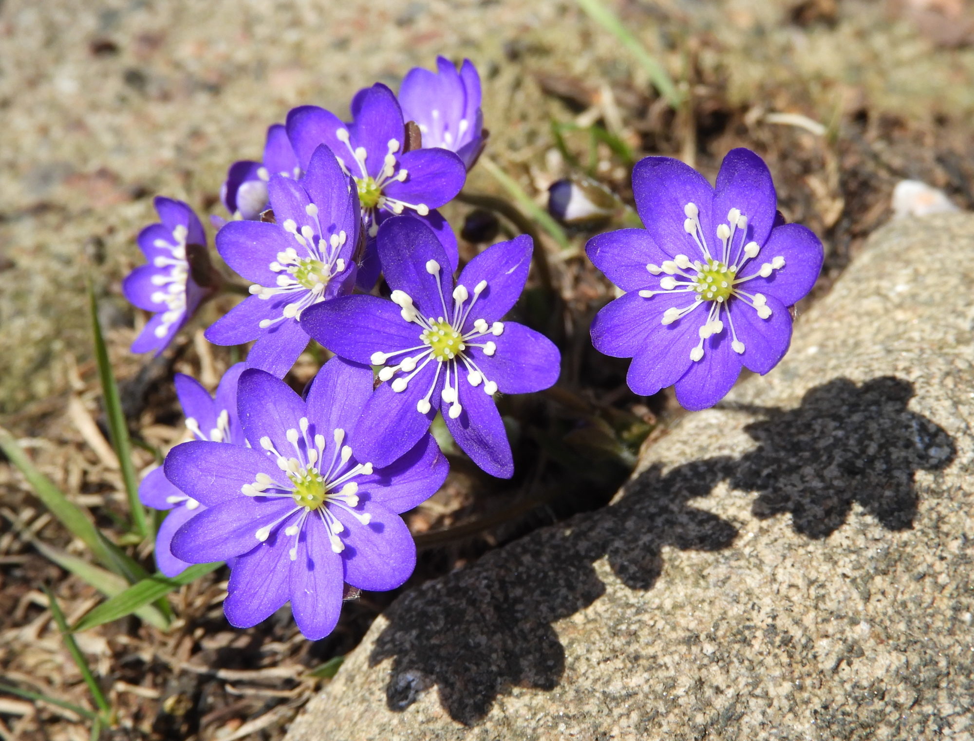 Valokuvaaja: Lissu Kaivolehto