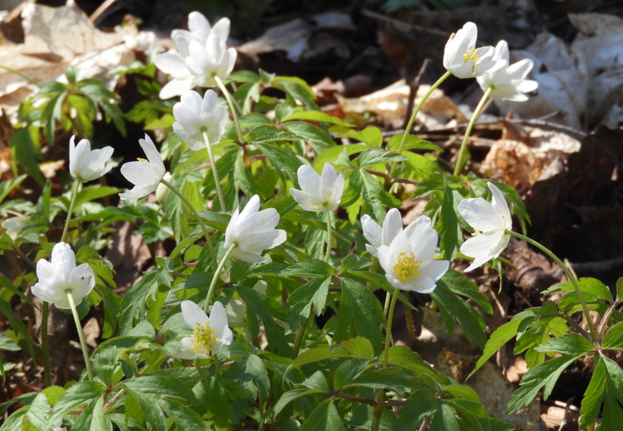 Valokuvaaja: Lissu Kaivolehto