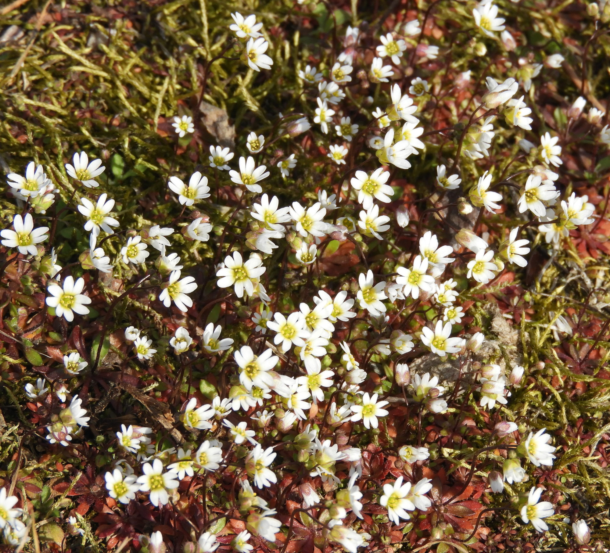 Valokuvaaja: Lissu Kaivolehto