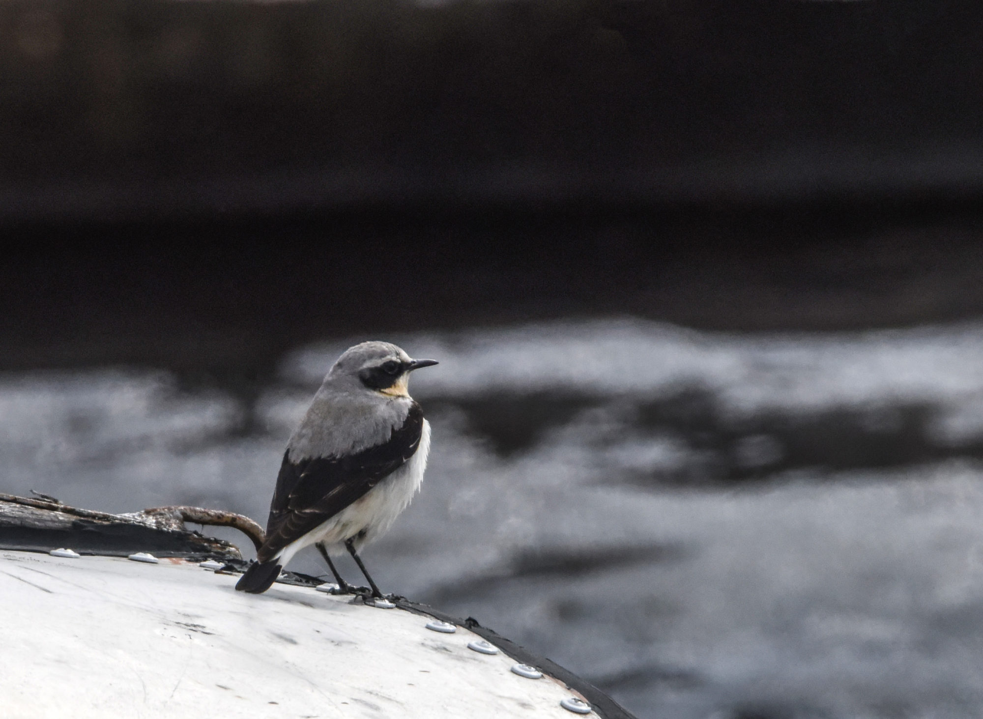 Valokuvaaja: Maija Savolainen