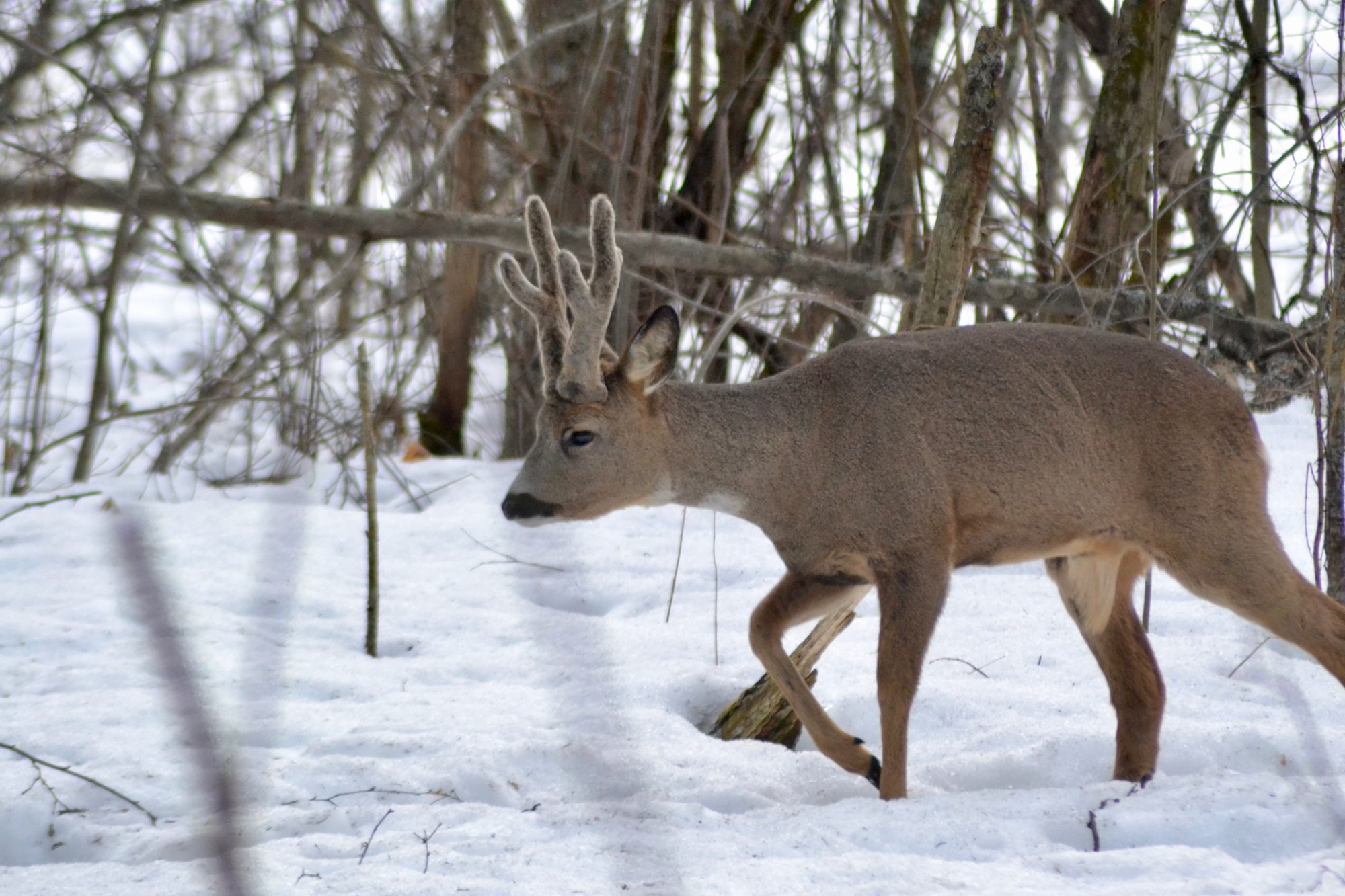 Valokuvaaja: Eelis Maljonen Valokuvaaja: Eelis Maljonen