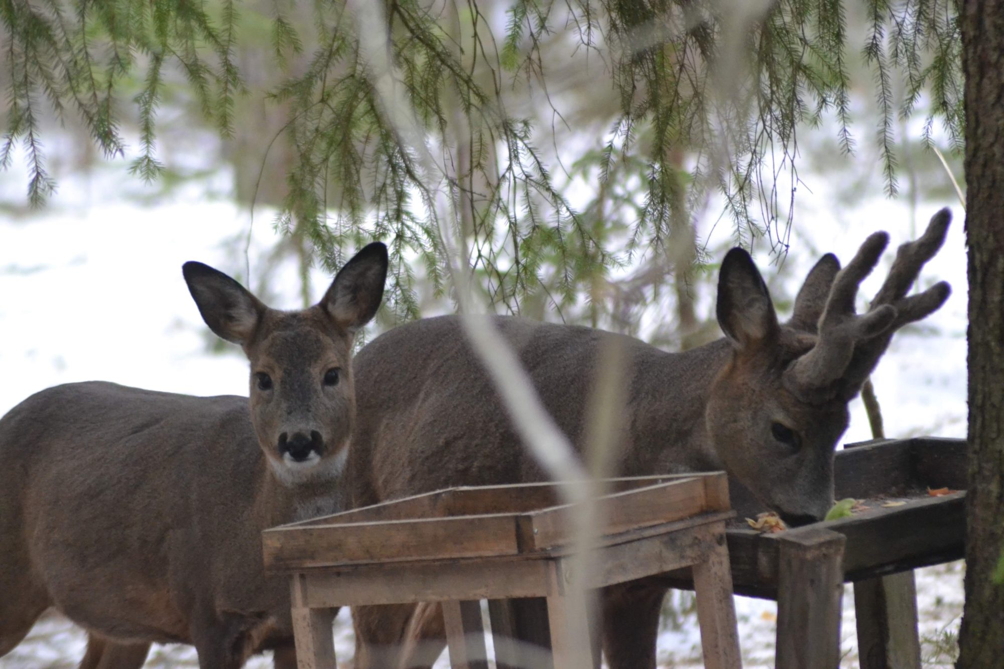 Valokuvaaja: Eelis Maljonen