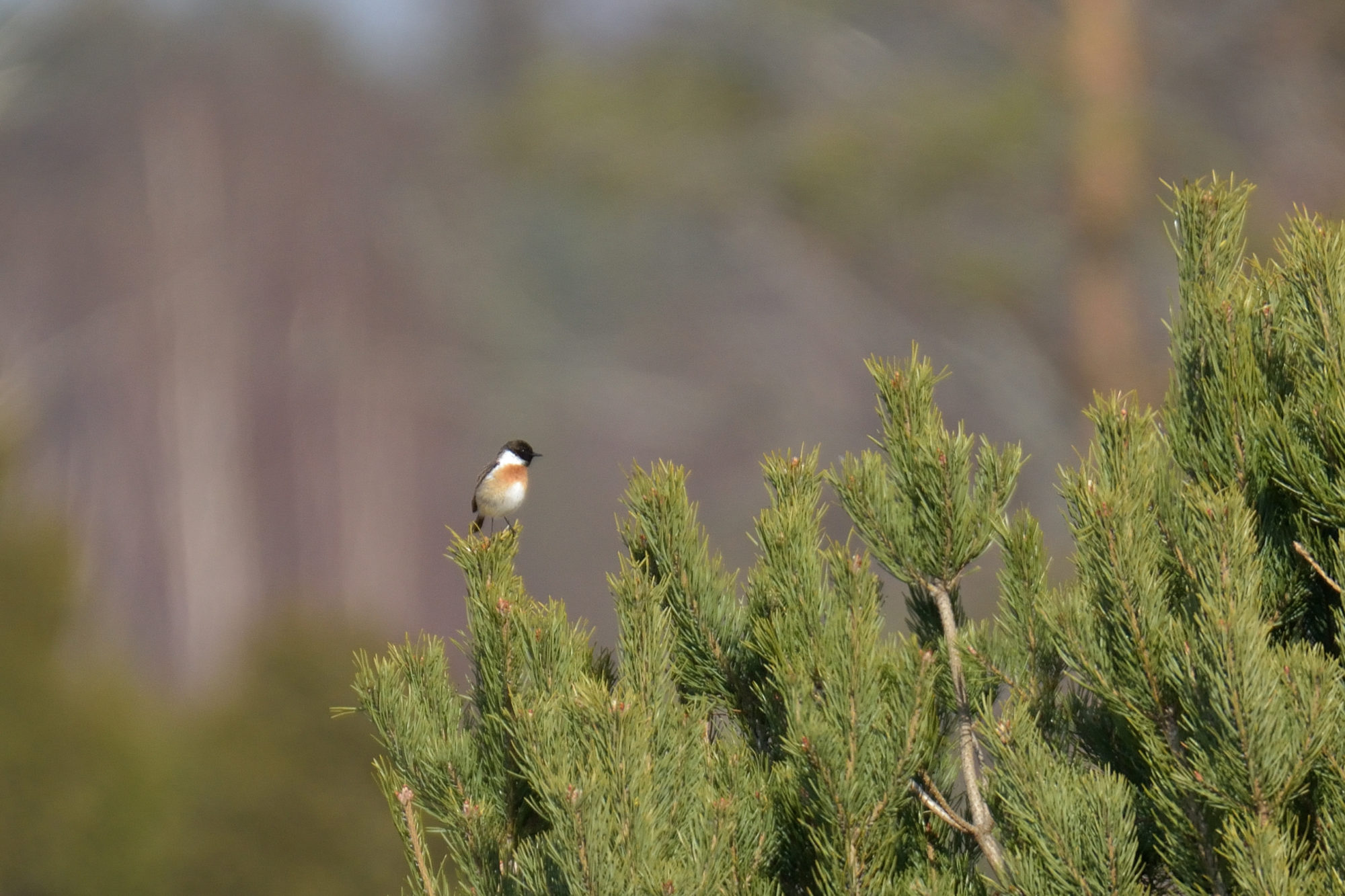 Valokuvaaja: Asko Heikkinen