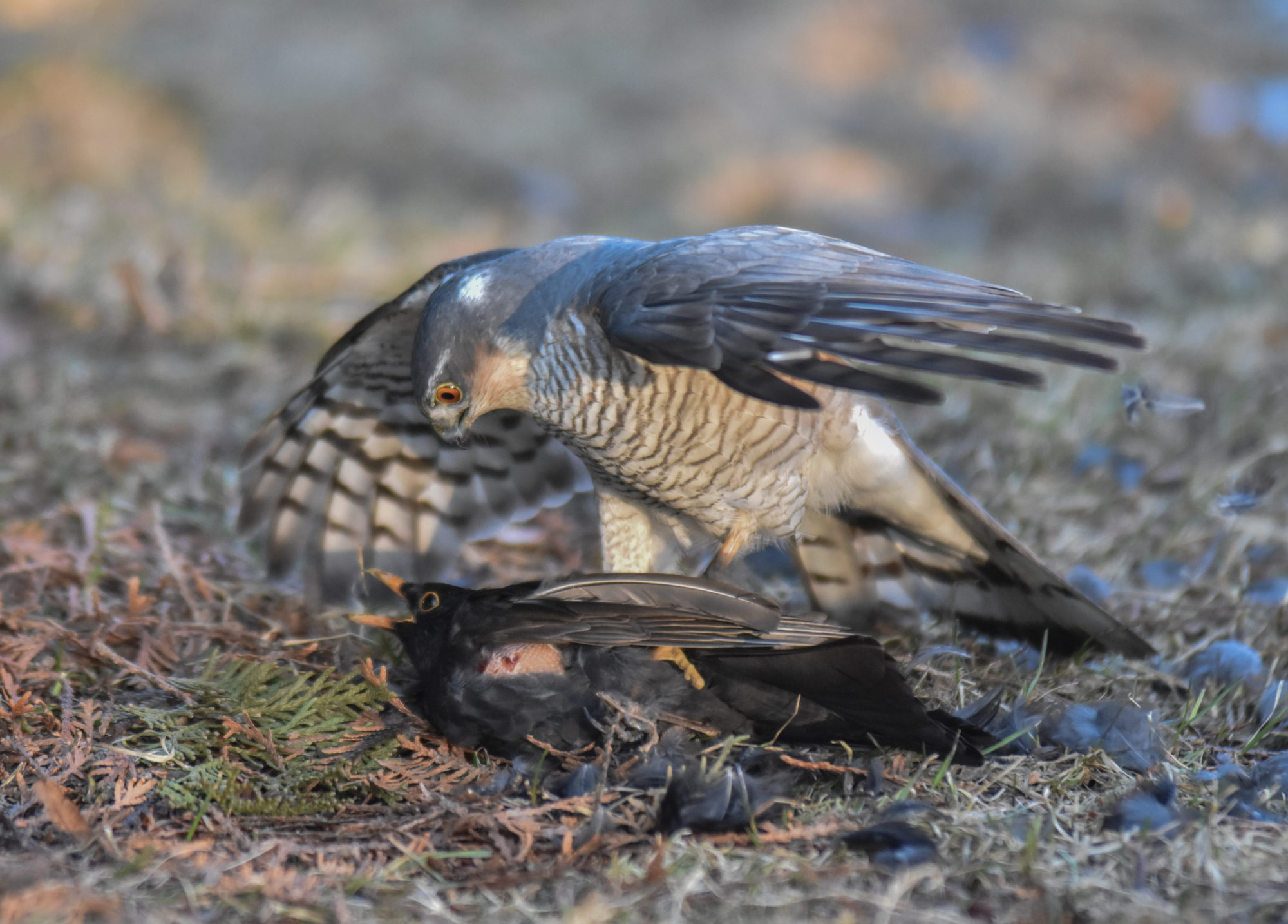 Valokuvaaja: Markku Saarinen
