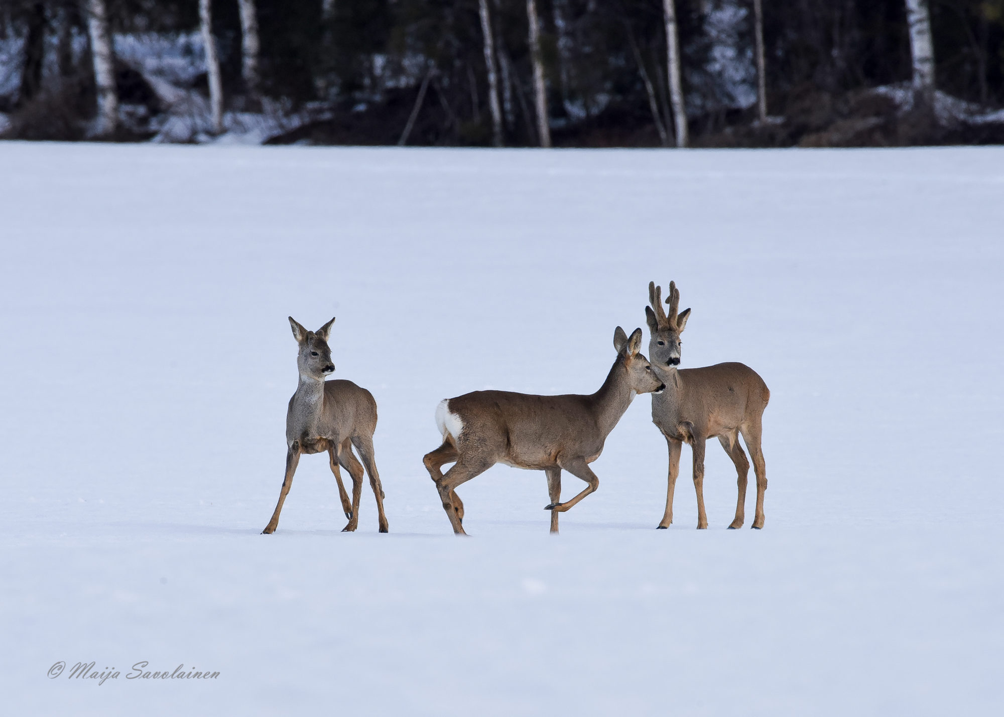 Valokuvaaja: Maija Savolainen