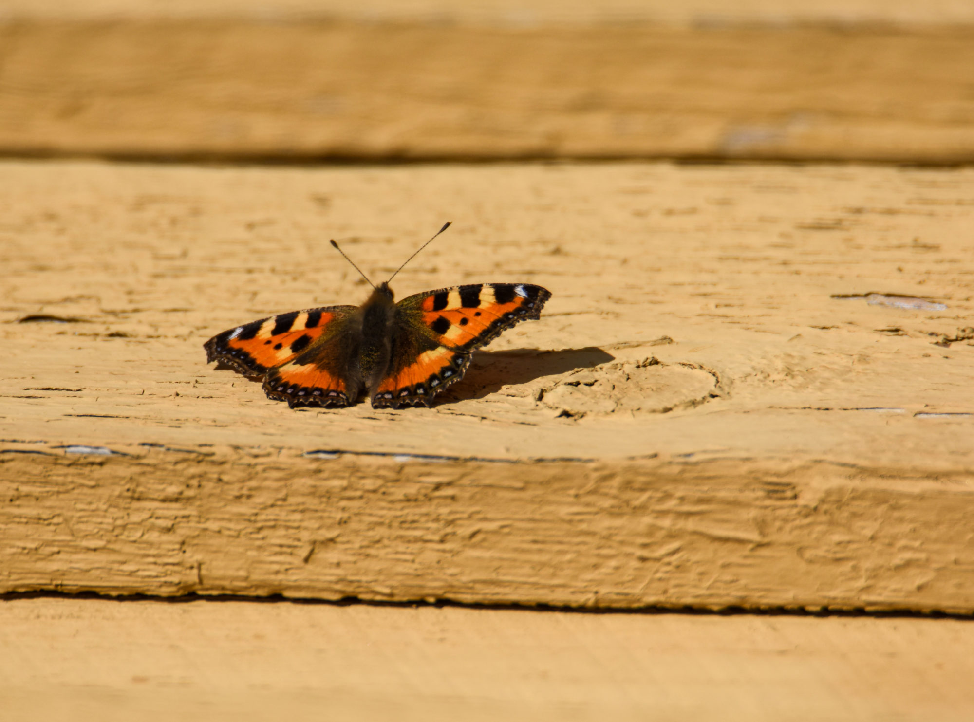 Valokuvaaja: Maija Savolainen