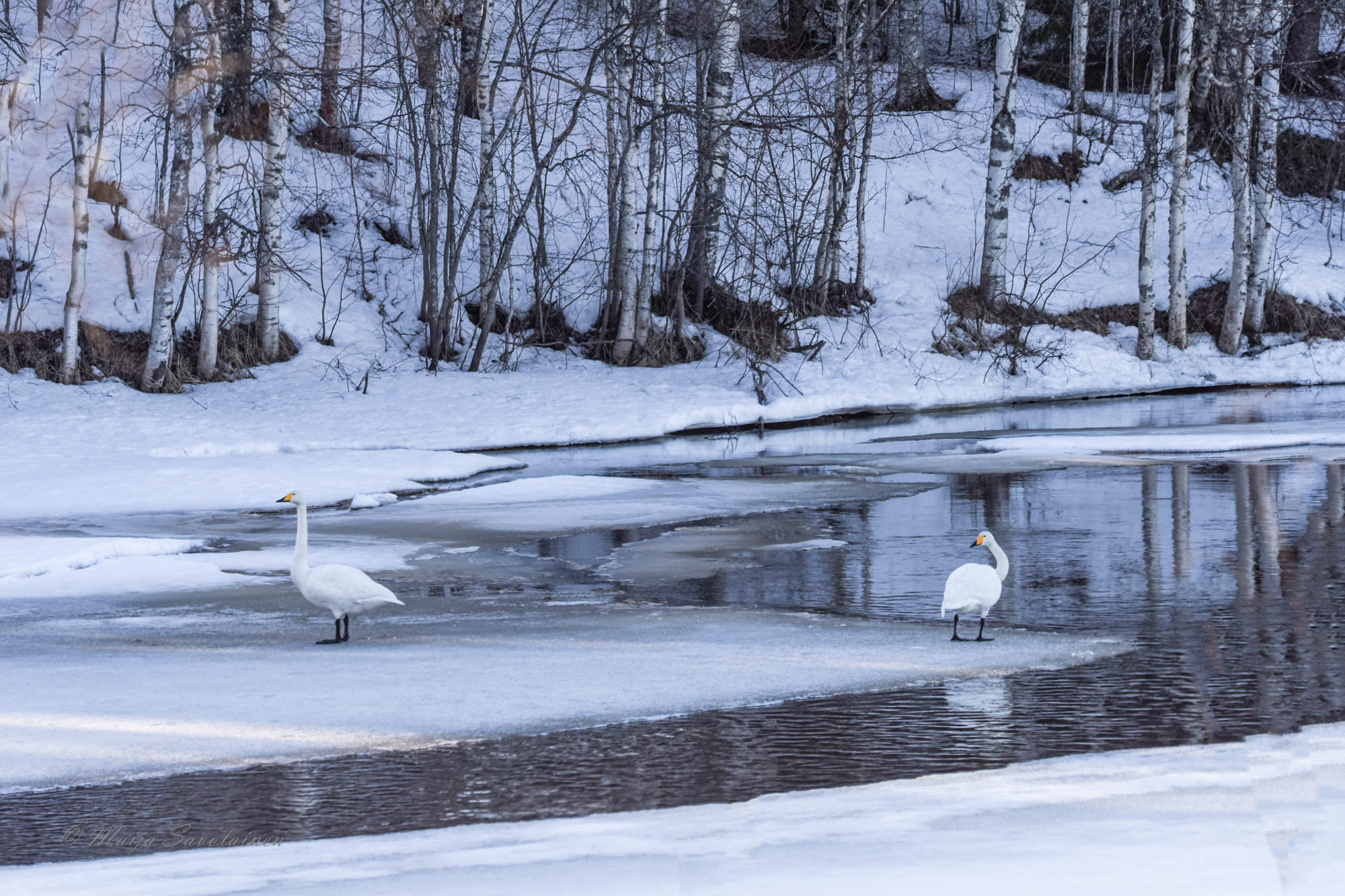 Valokuvaaja: Maija Savolainen Valokuvaaja: Maija Savolainen