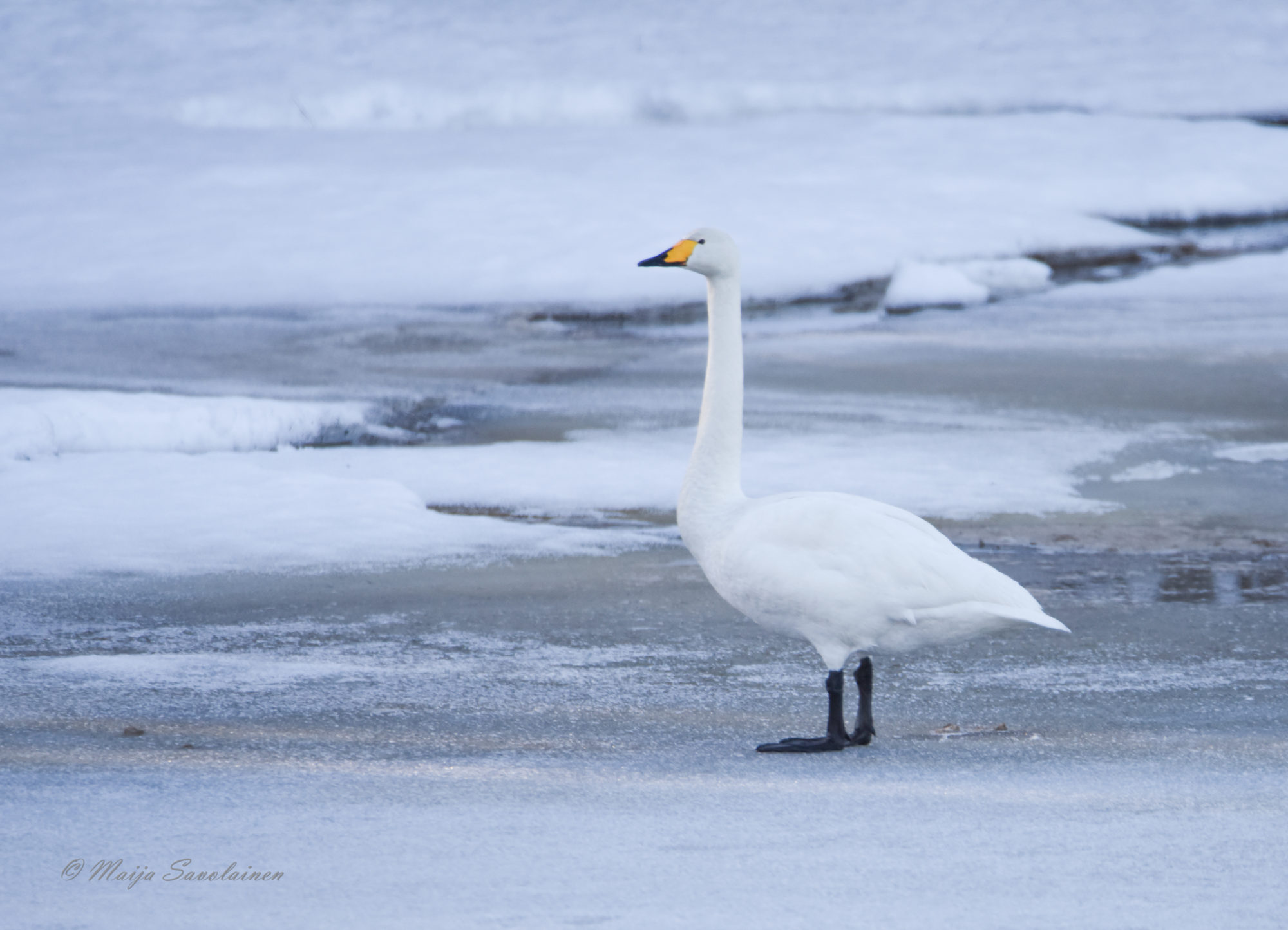 Valokuvaaja: Maija Savolainen