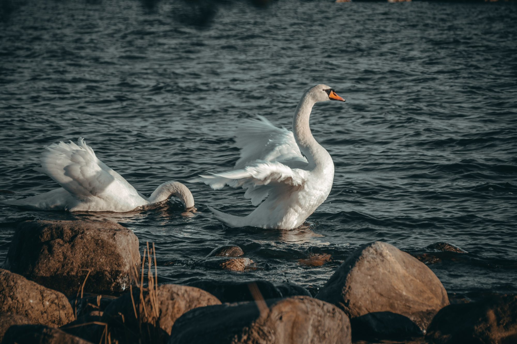 Valokuvaaja: Joni Ilmanen