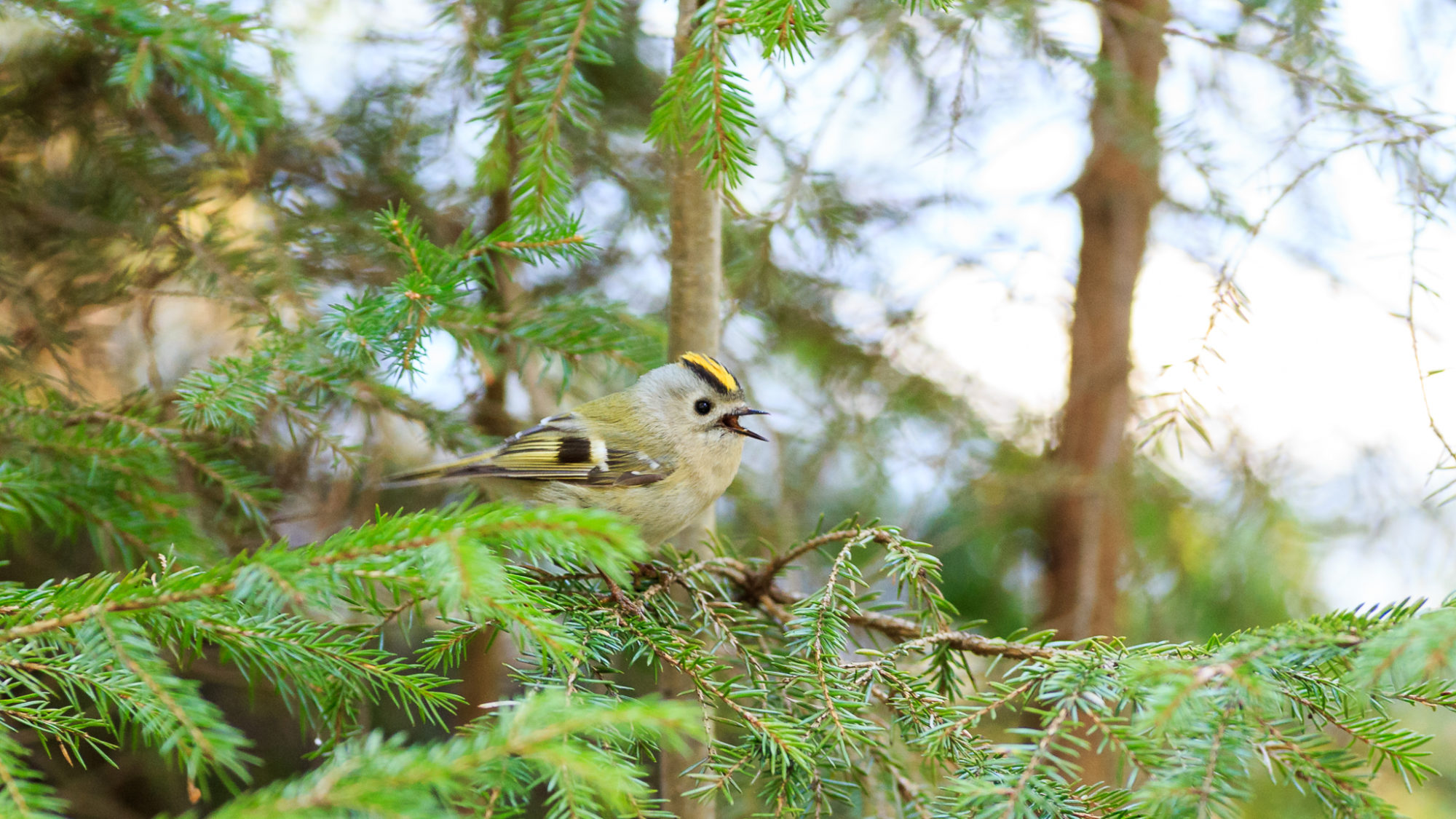 Valokuvaaja: Antti Toivanen Valokuvaaja: Antti Toivanen