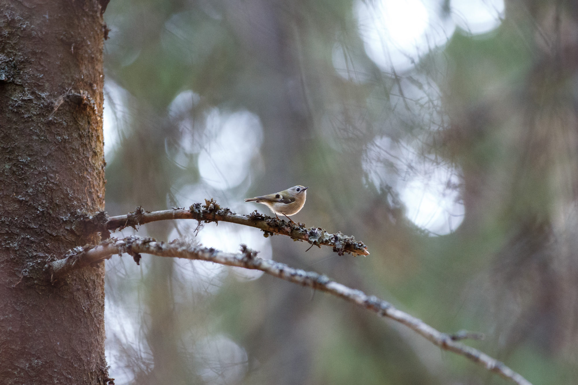 Valokuvaaja: Antti Toivanen