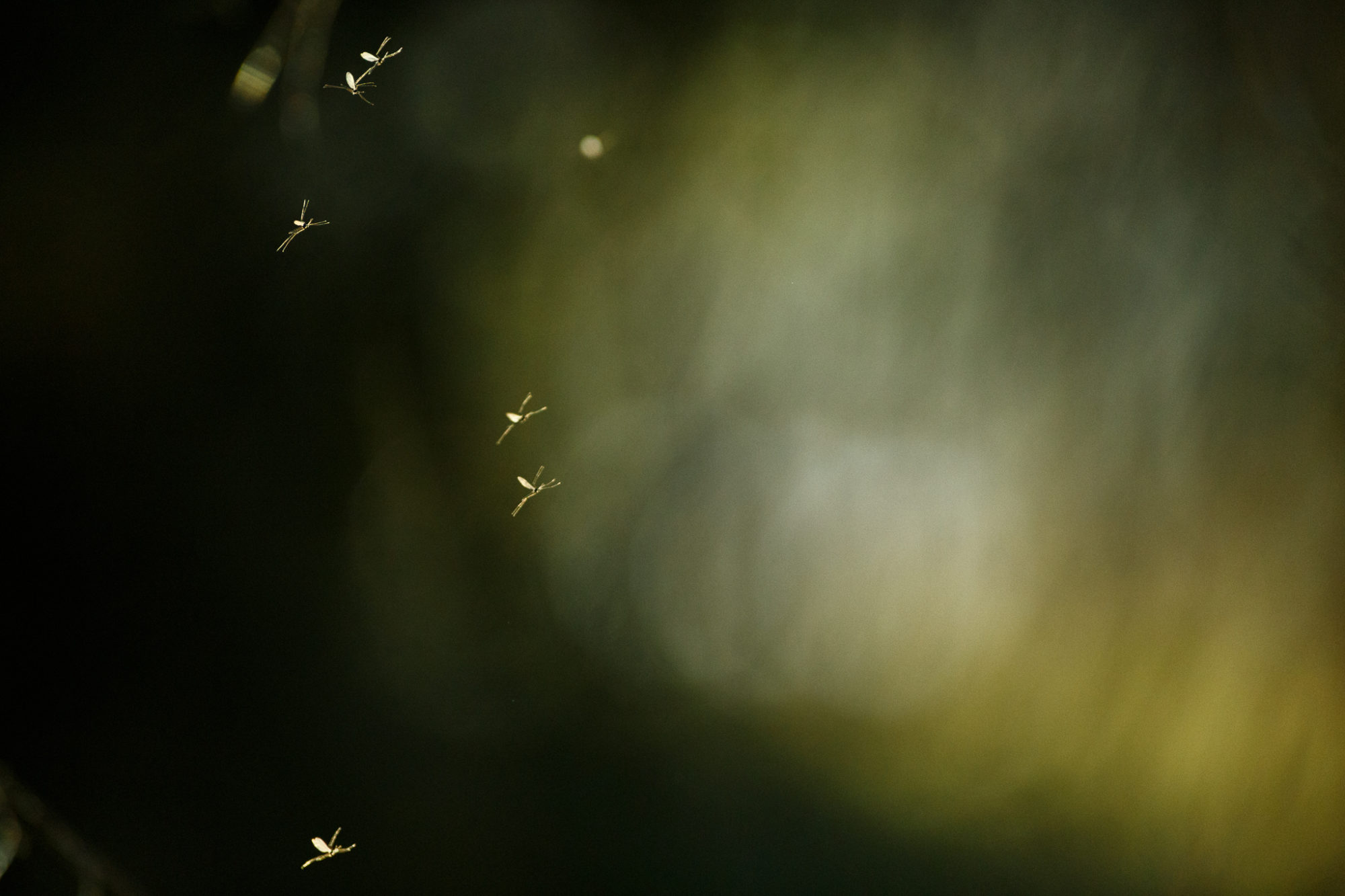 Valokuvaaja: Antti Toivanen