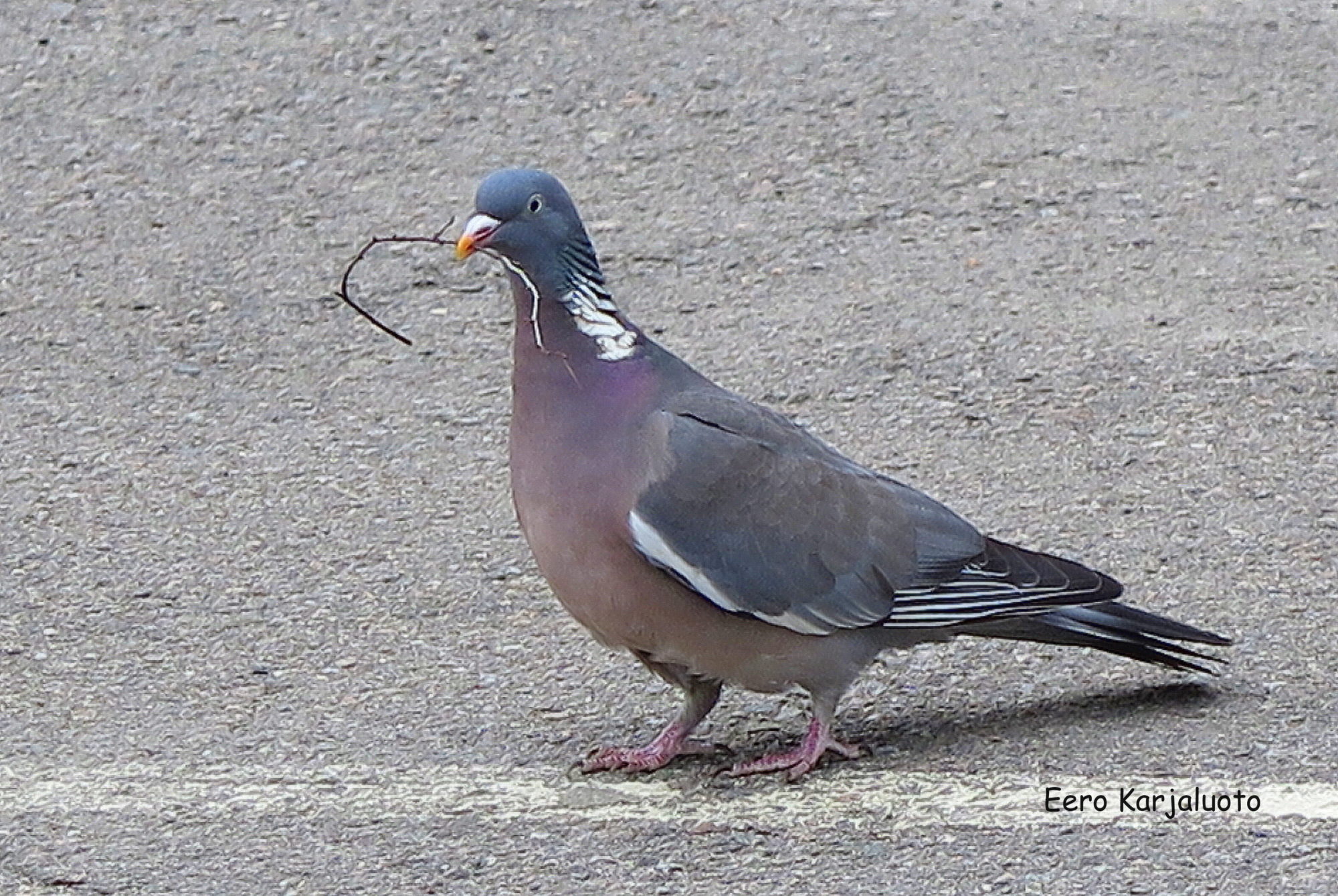 Valokuvaaja: Eero Karjaluoto